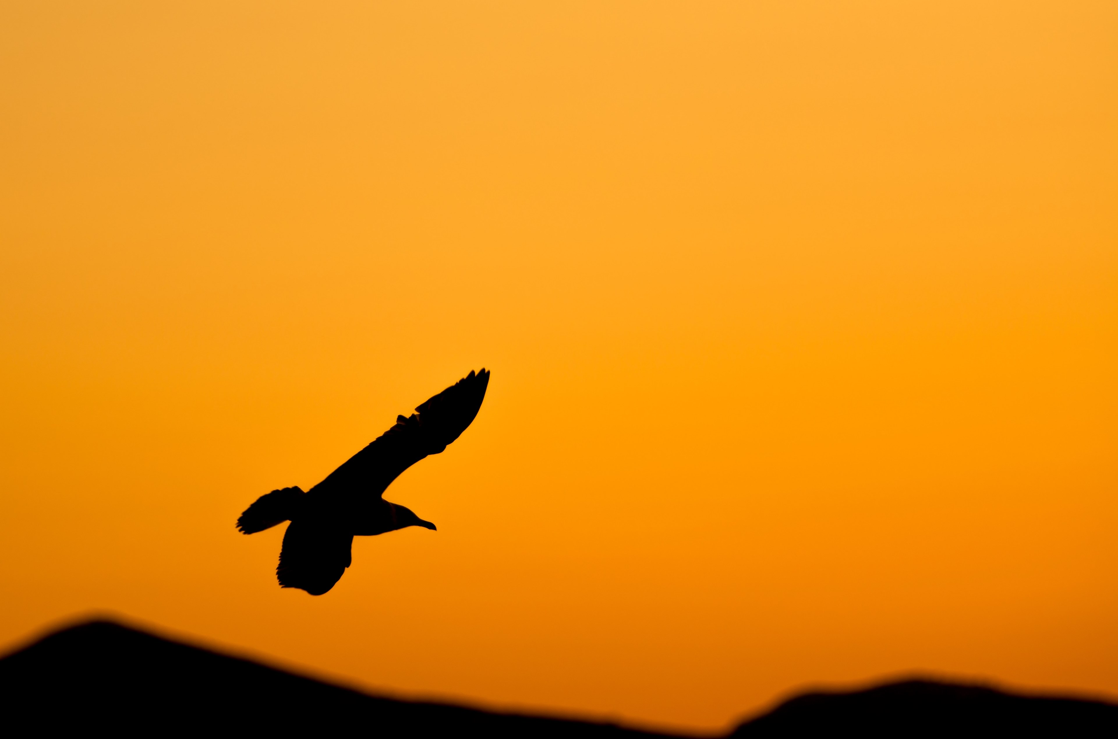 a bird silhouette with an orange sunset, _seagull in flight 4k, HD Wallpaper