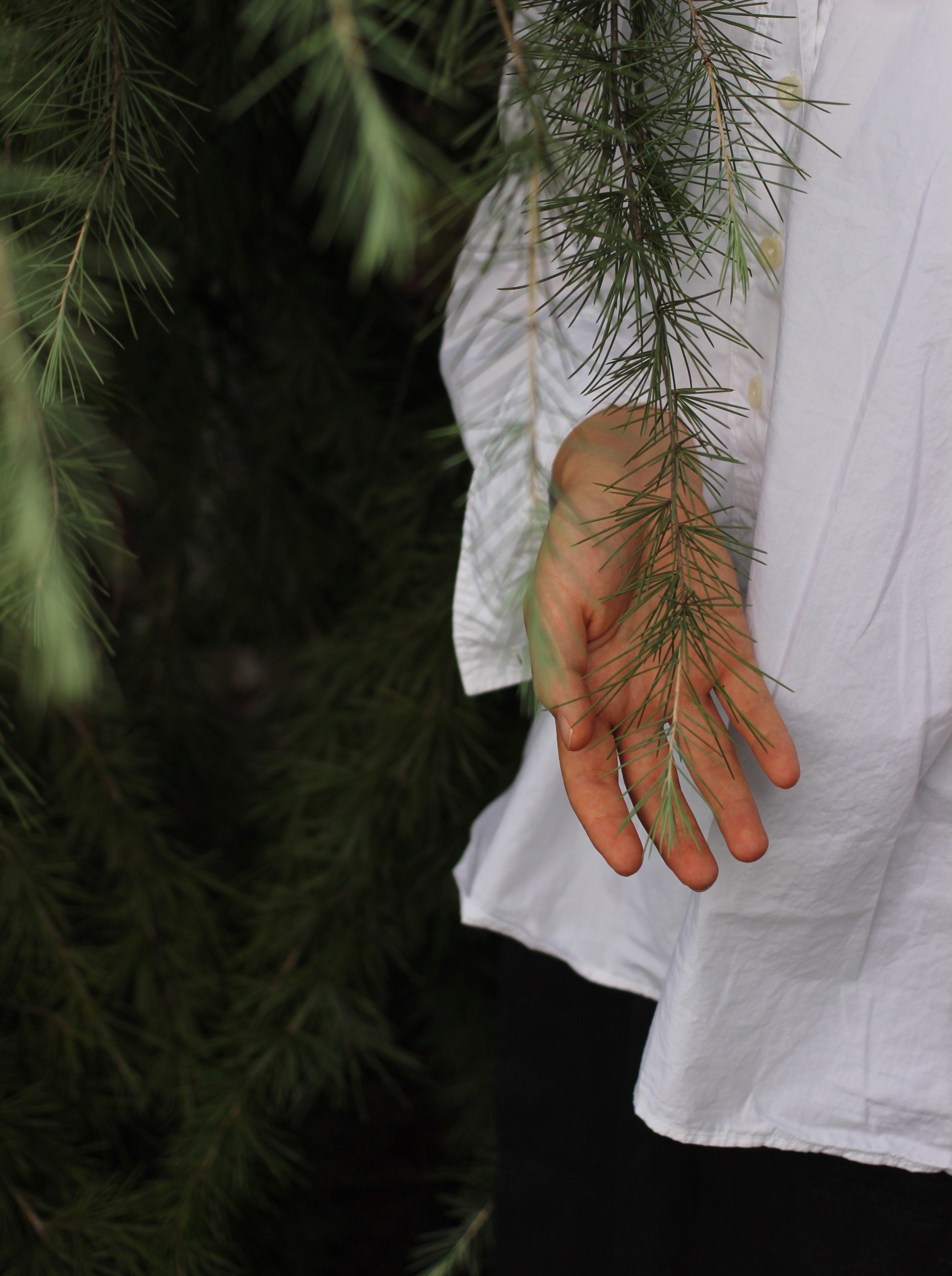 hand foliage tree and pine tree hd, 4k, Phone HD Wallpaper