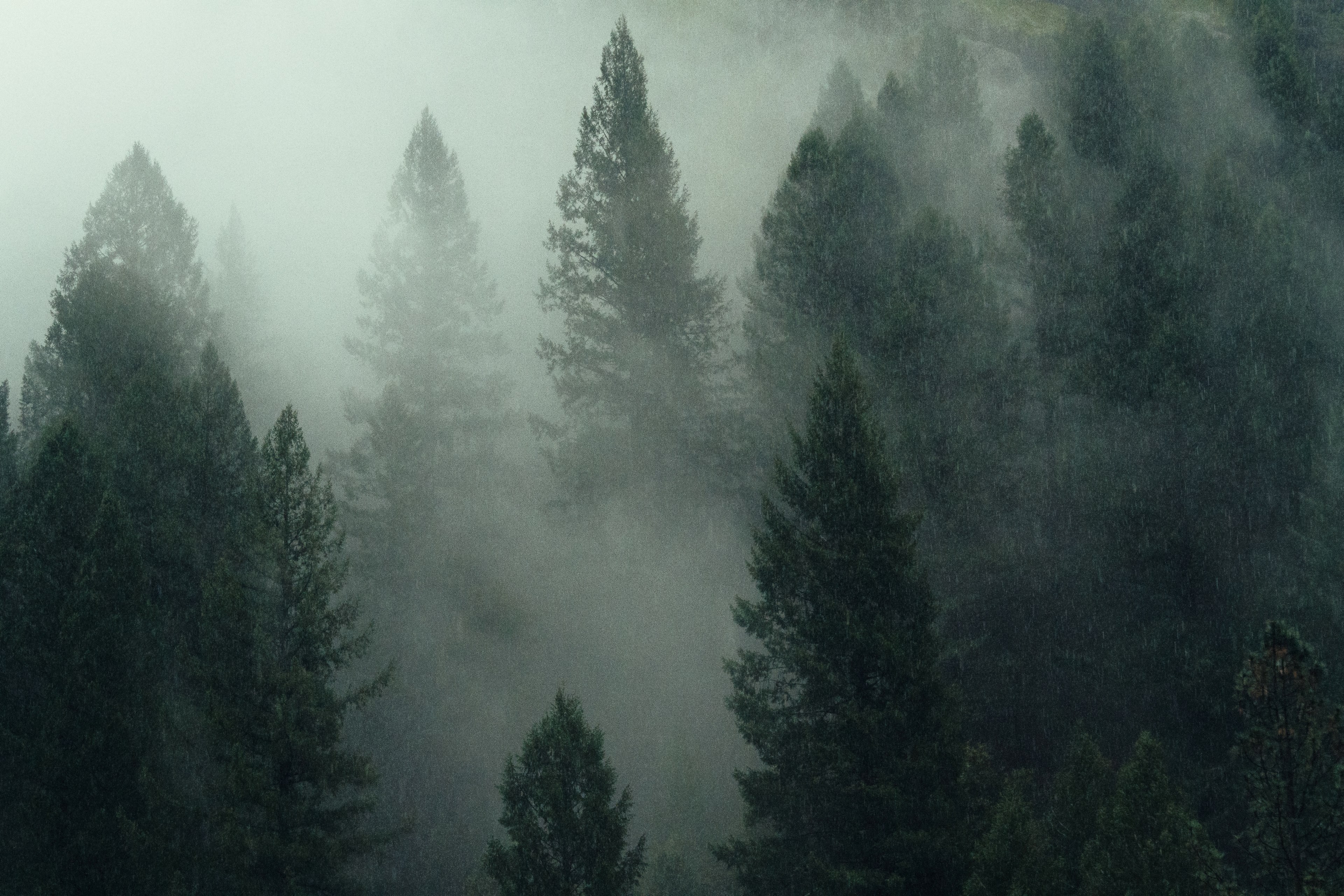 into the forest 4k, HD Wallpaper