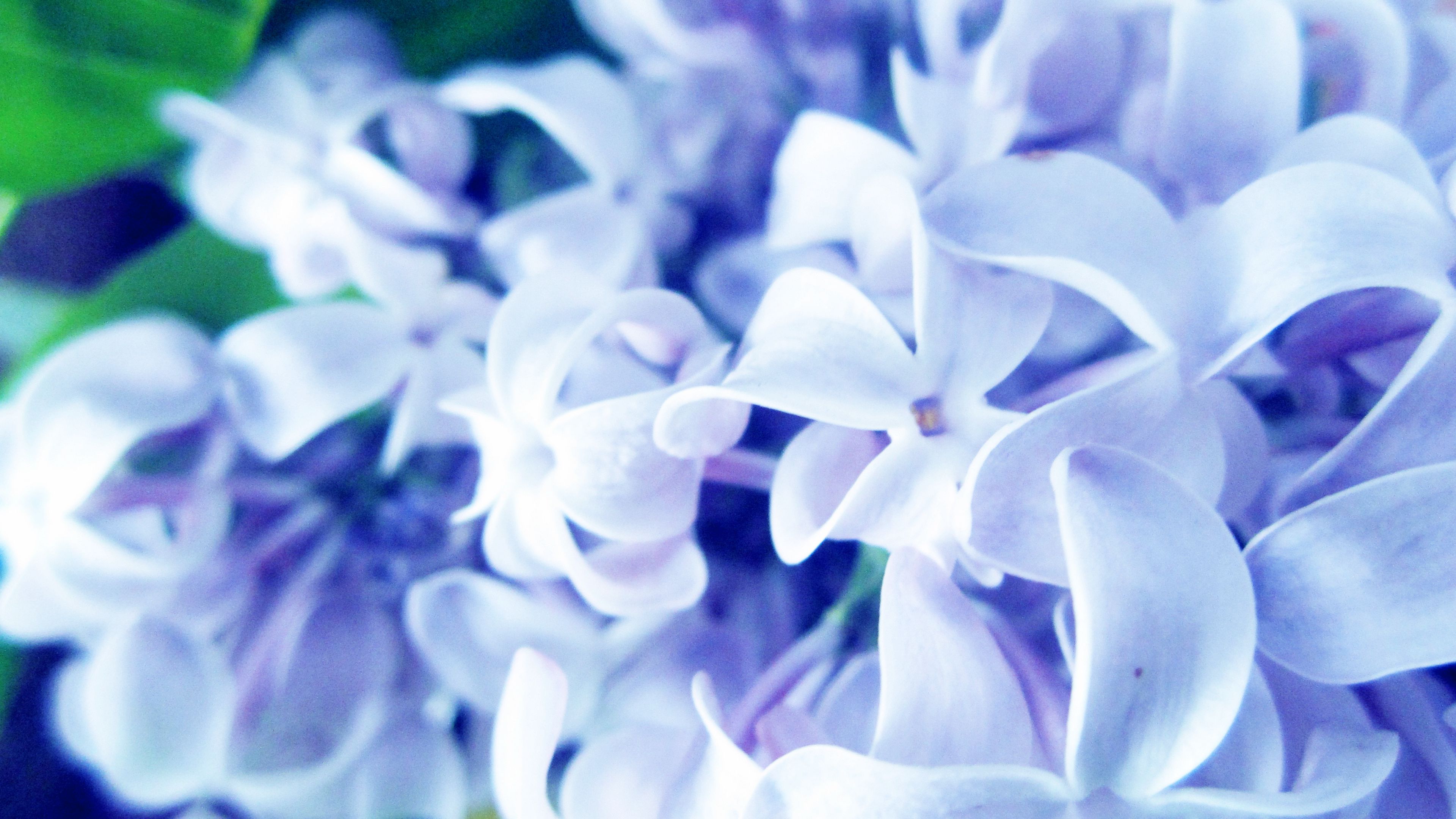 lilac, flowers, plants, 4k, HD Wallpaper