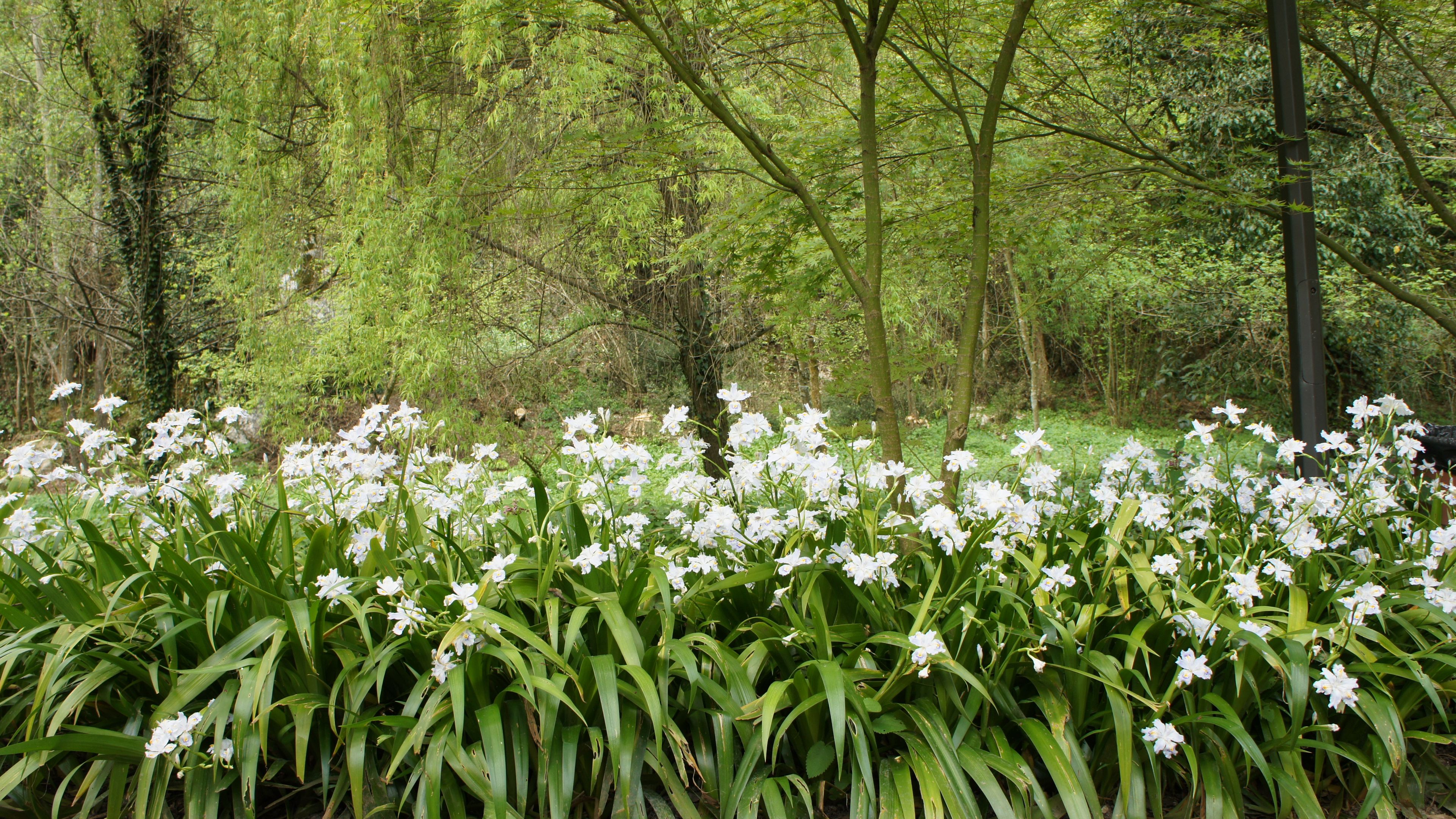 forest, flowers, nature, 4k, HD Wallpaper