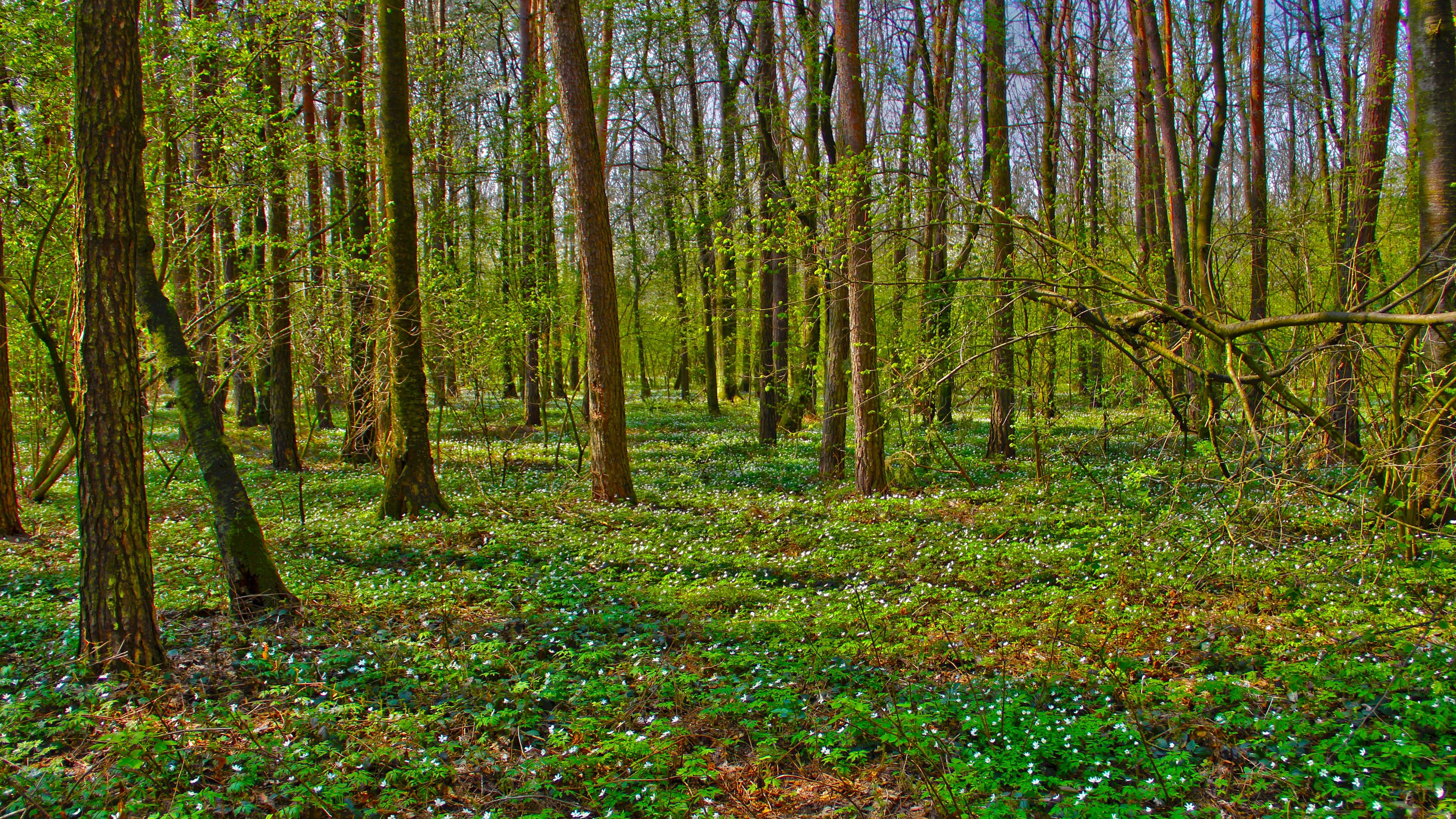 forest, trees, landscape, 4k, HD Wallpaper