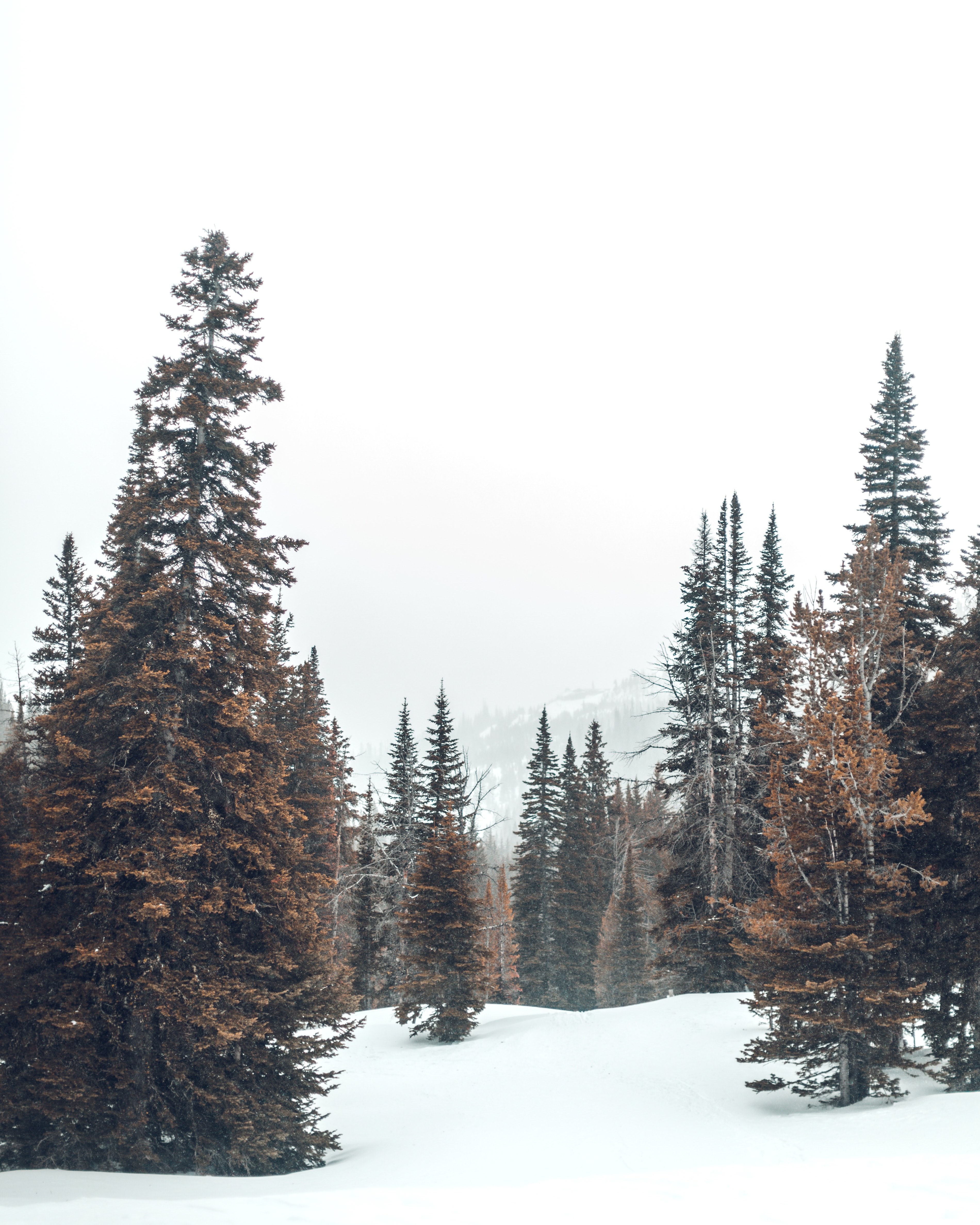 snowshoeing expedition 02 4k, Phone HD Wallpaper