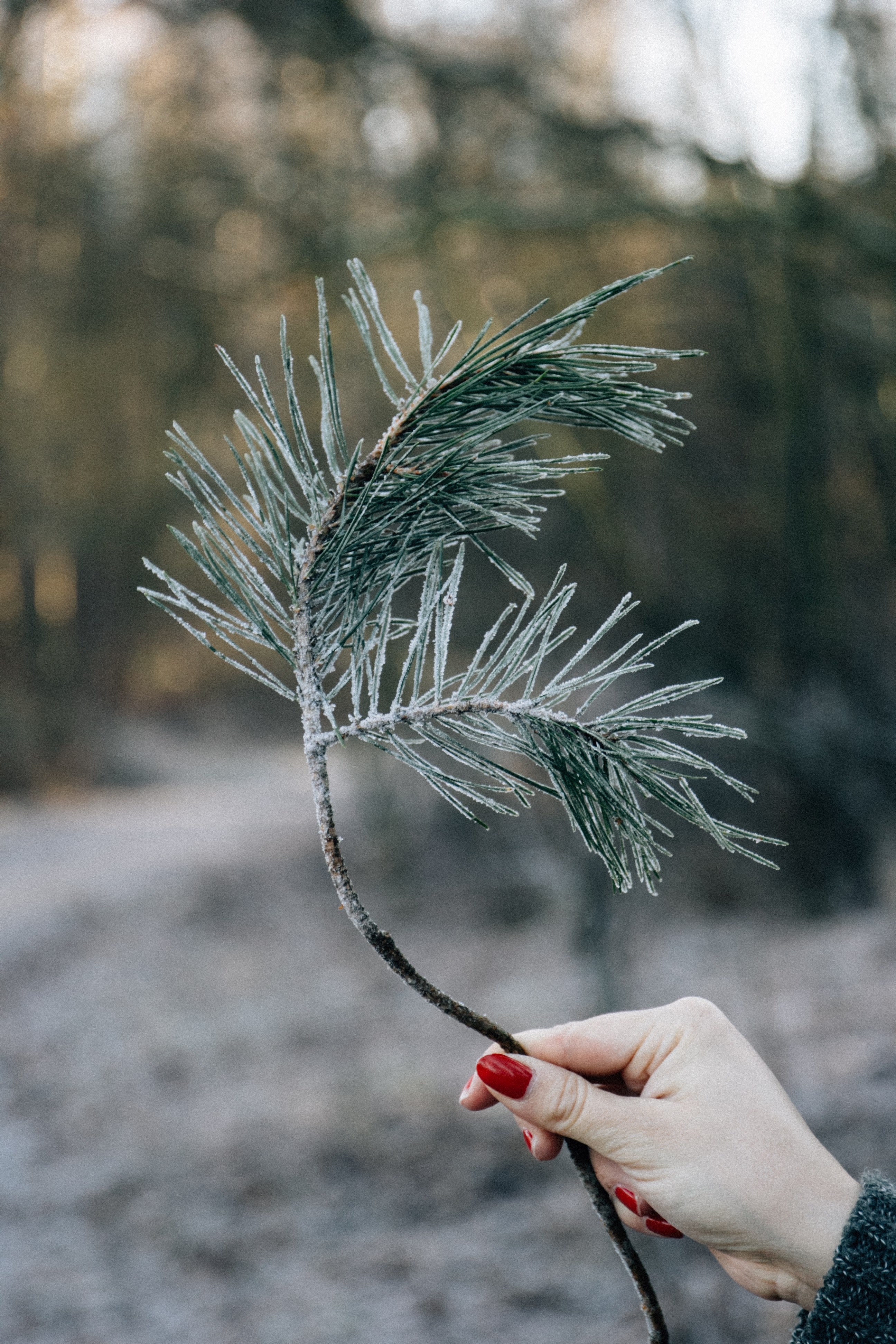 pine sprig hand frosty and winter hd, 4k, Phone HD Wallpaper