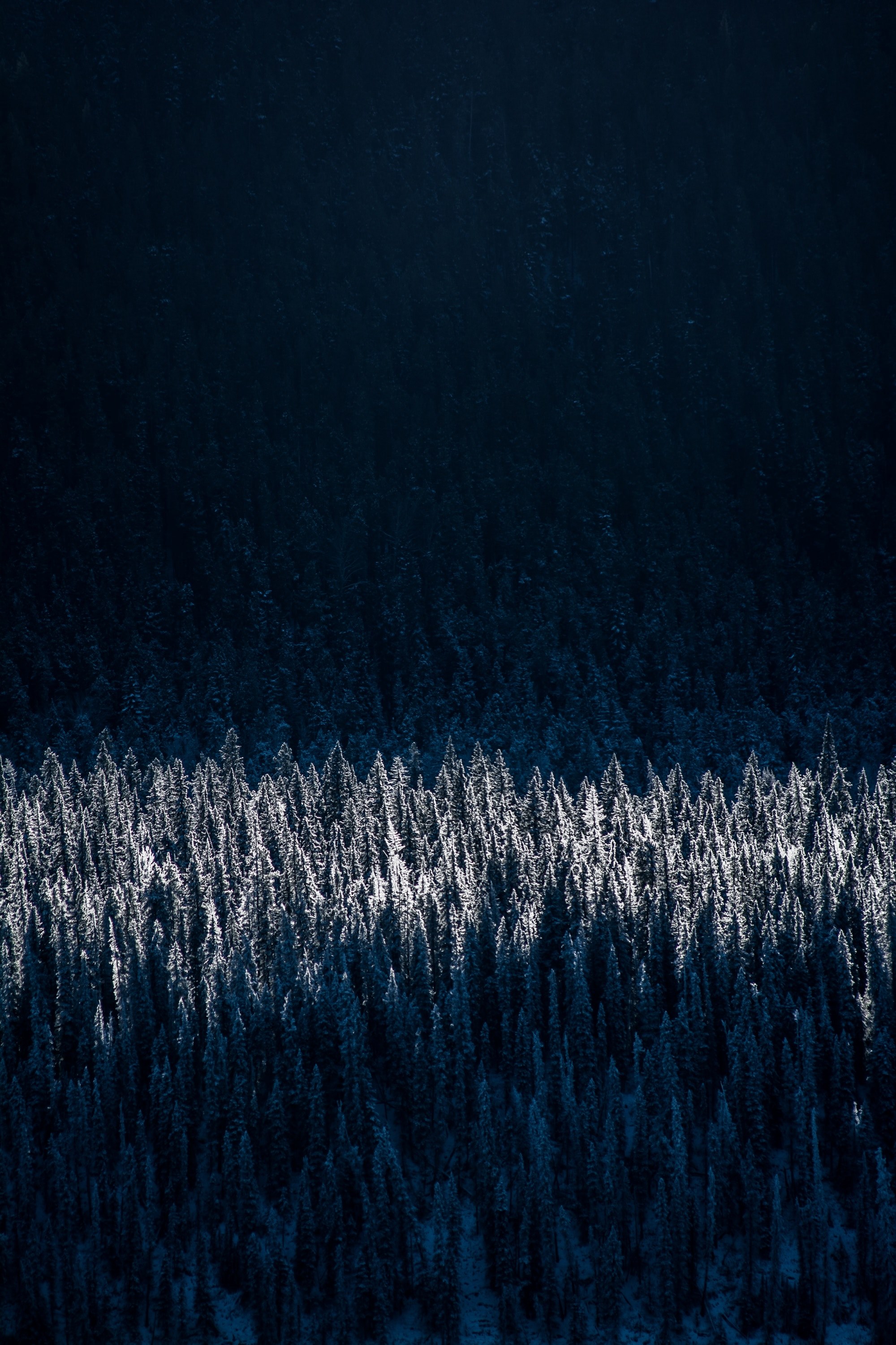 sun shining on the treetops in a dense coniferous forest, sun in the treetops 4k, Phone HD Wallpaper