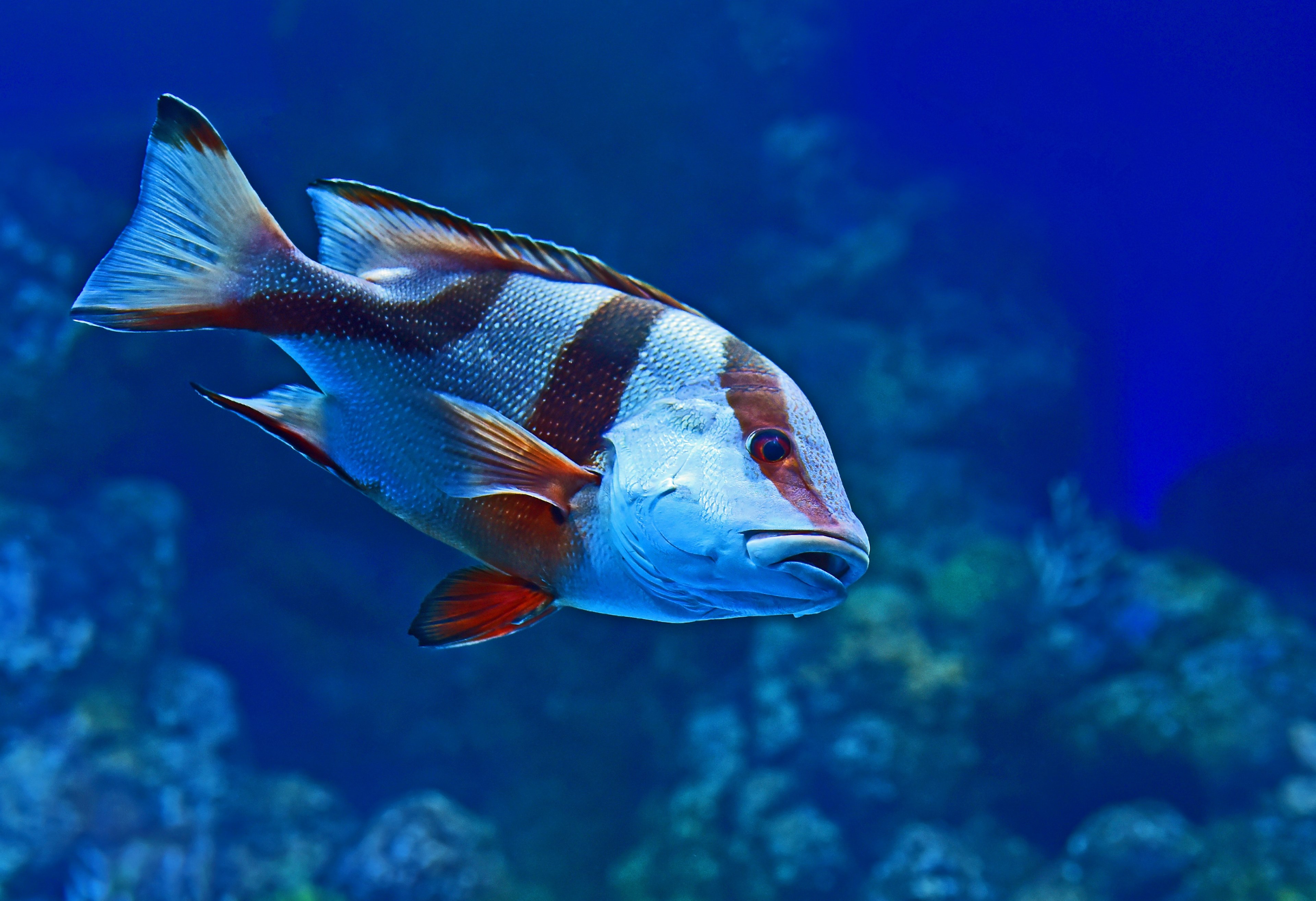red emperor 4k, HD Wallpaper