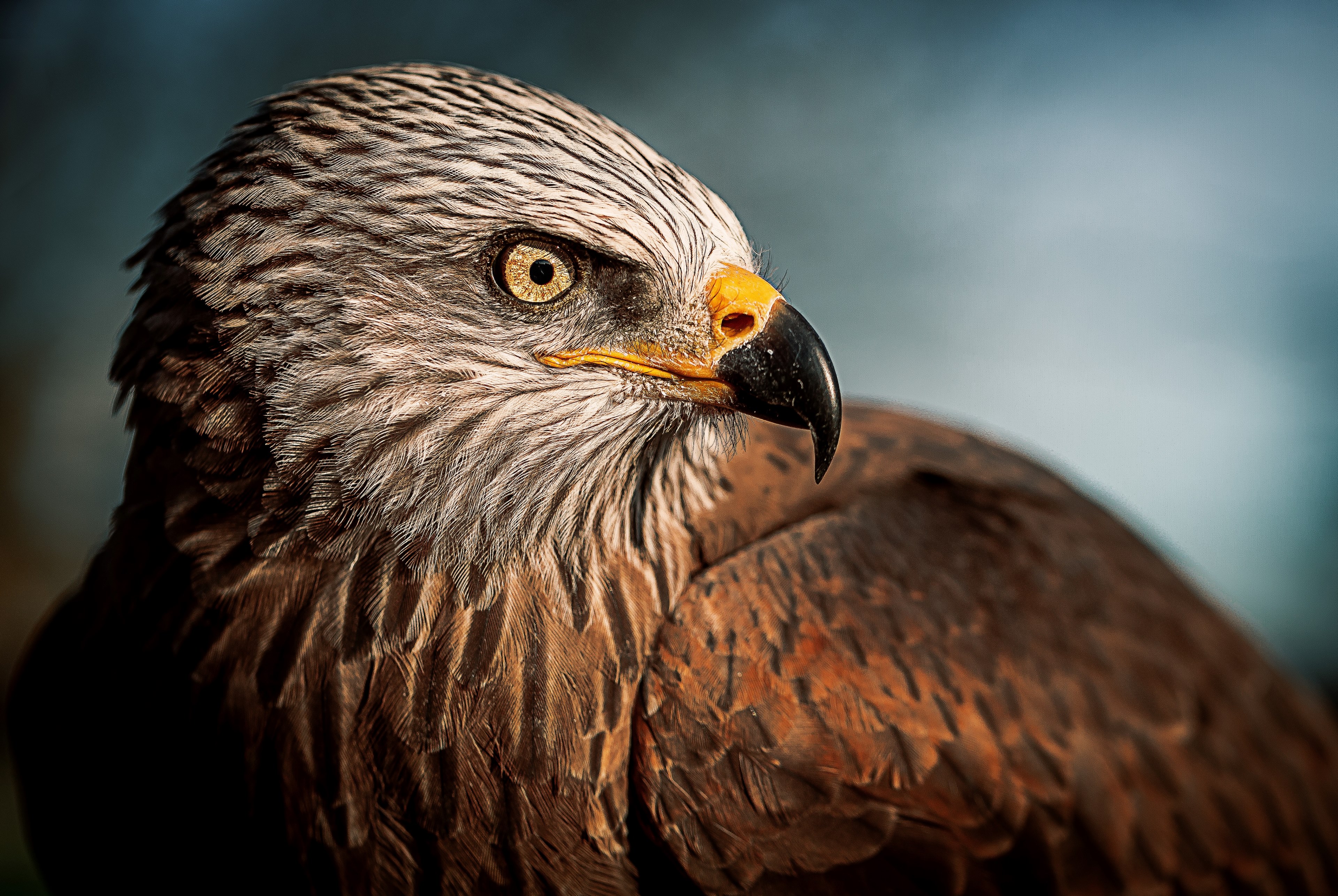 i can see you 4k, HD Wallpaper