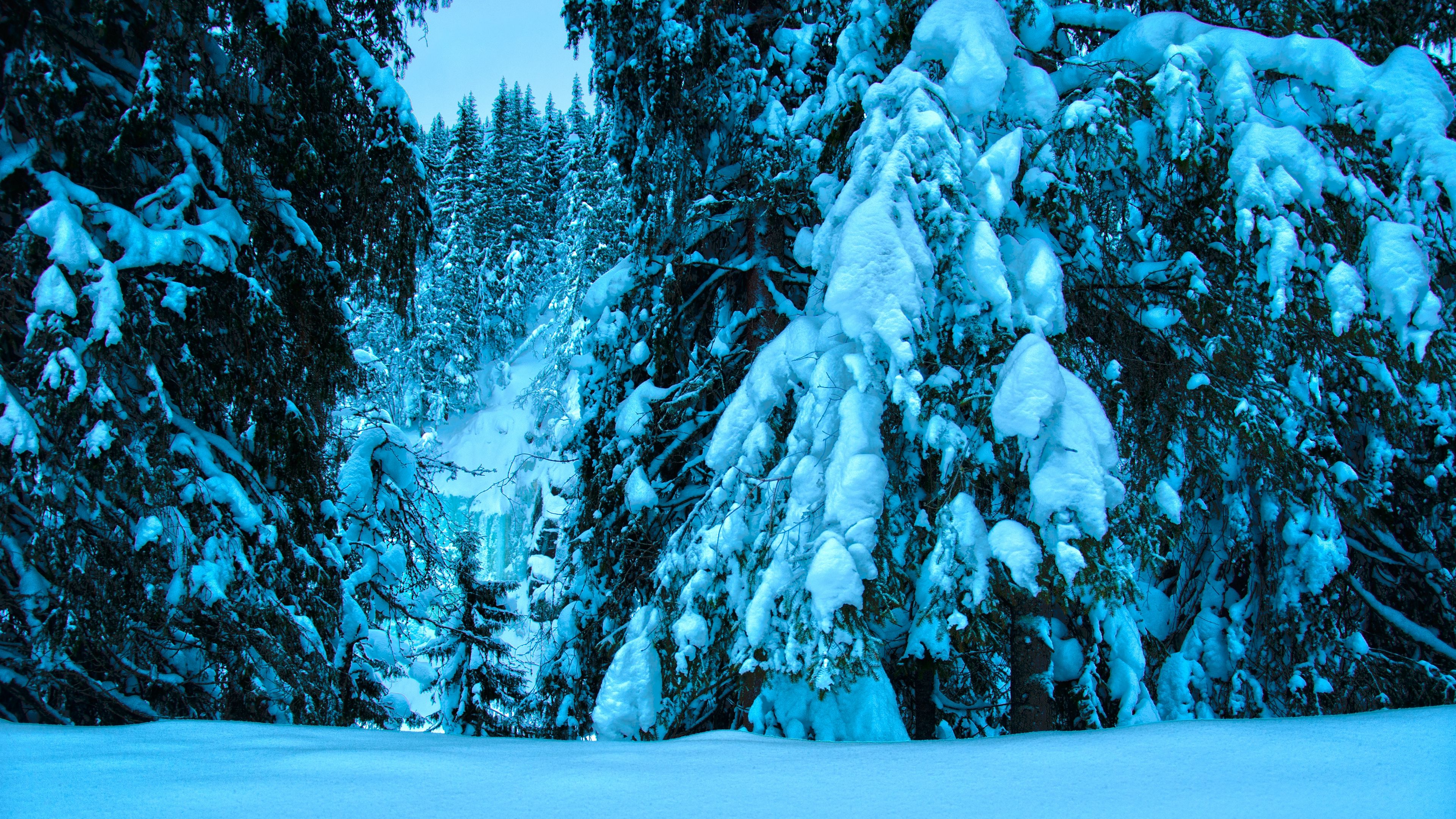 winter, trees, spruce, snow, landscape, 4k, HD Wallpaper