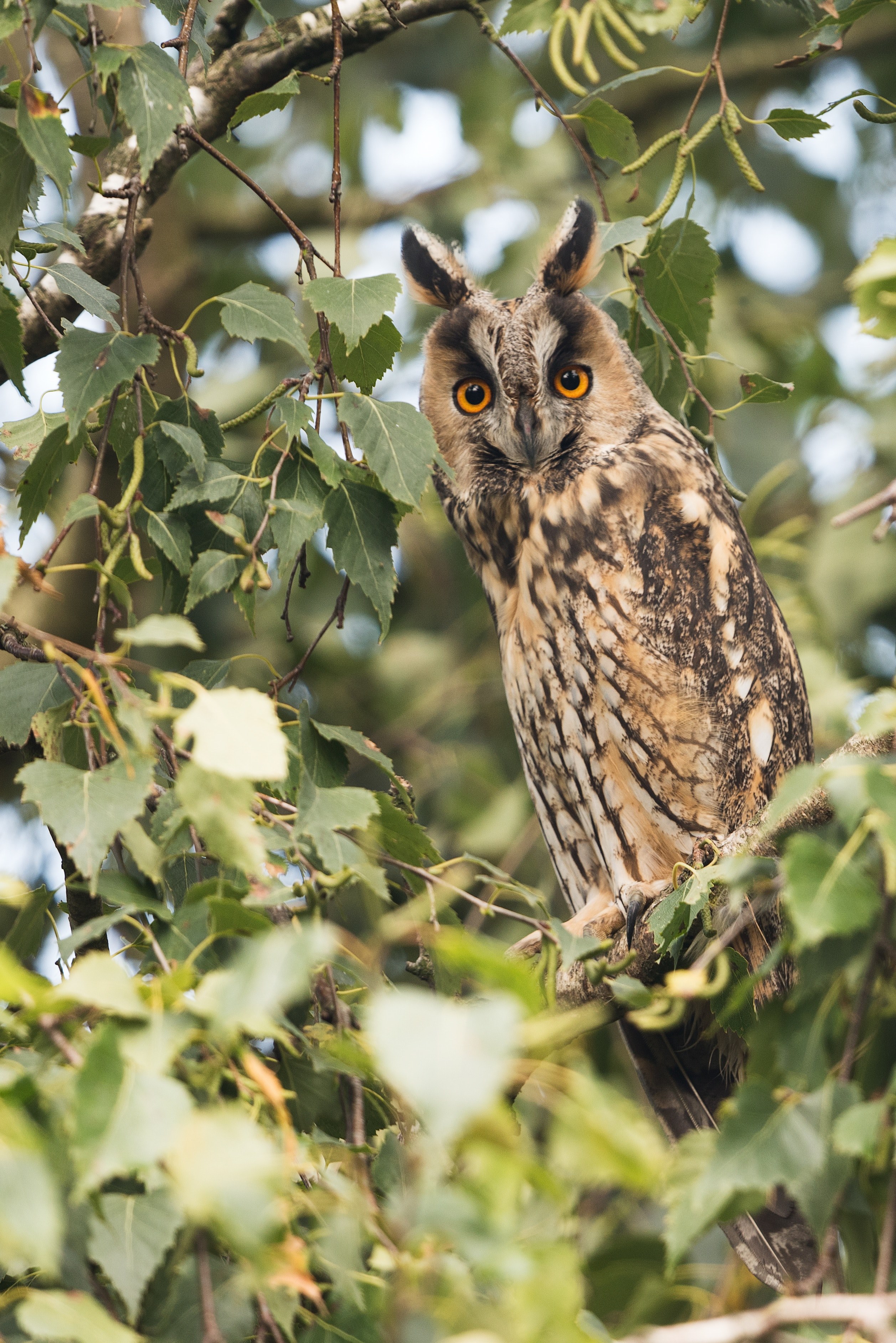 posing long eared owl 4k, Phone HD Wallpaper