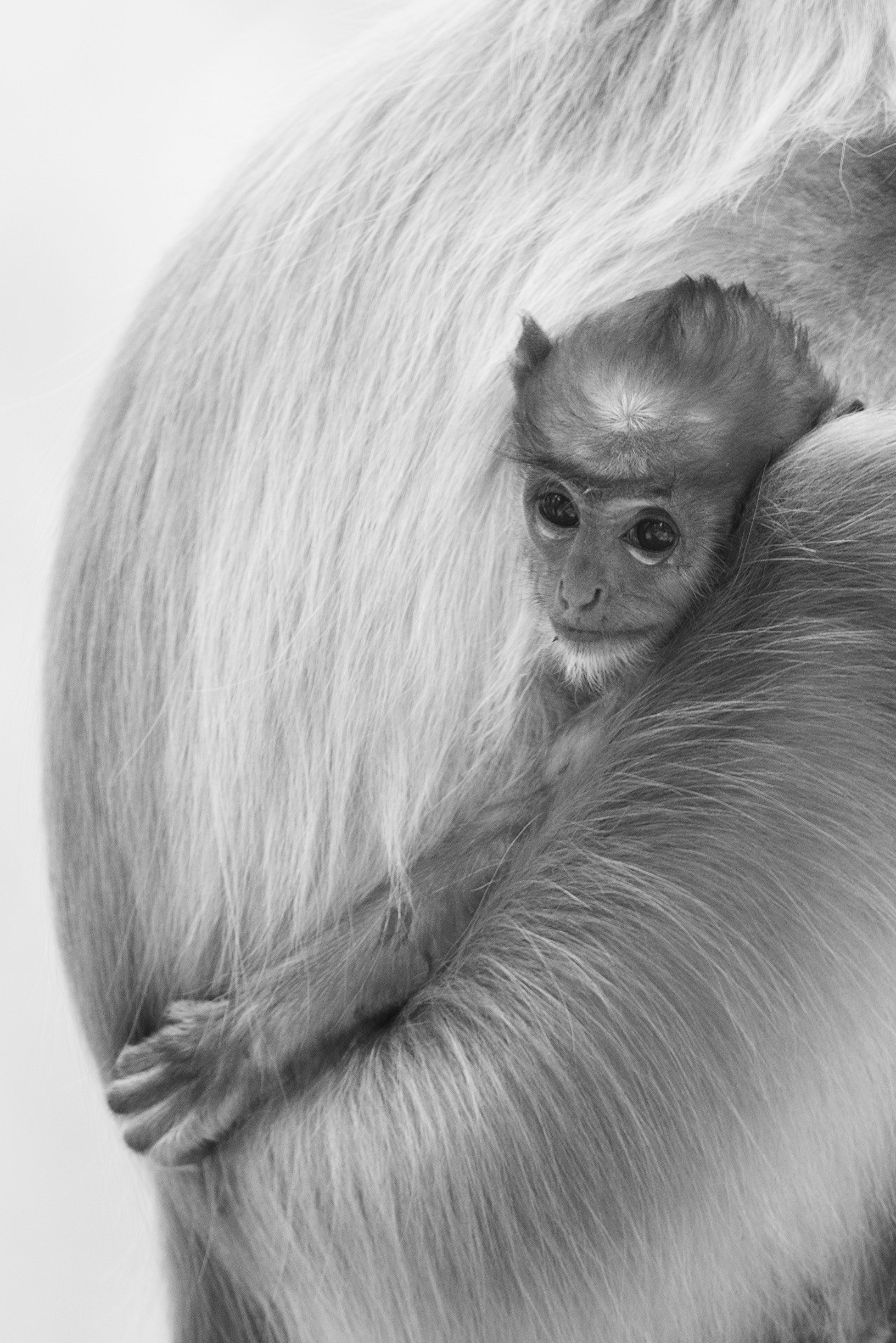 juvenile silver monkey 4k, Phone HD Wallpaper
