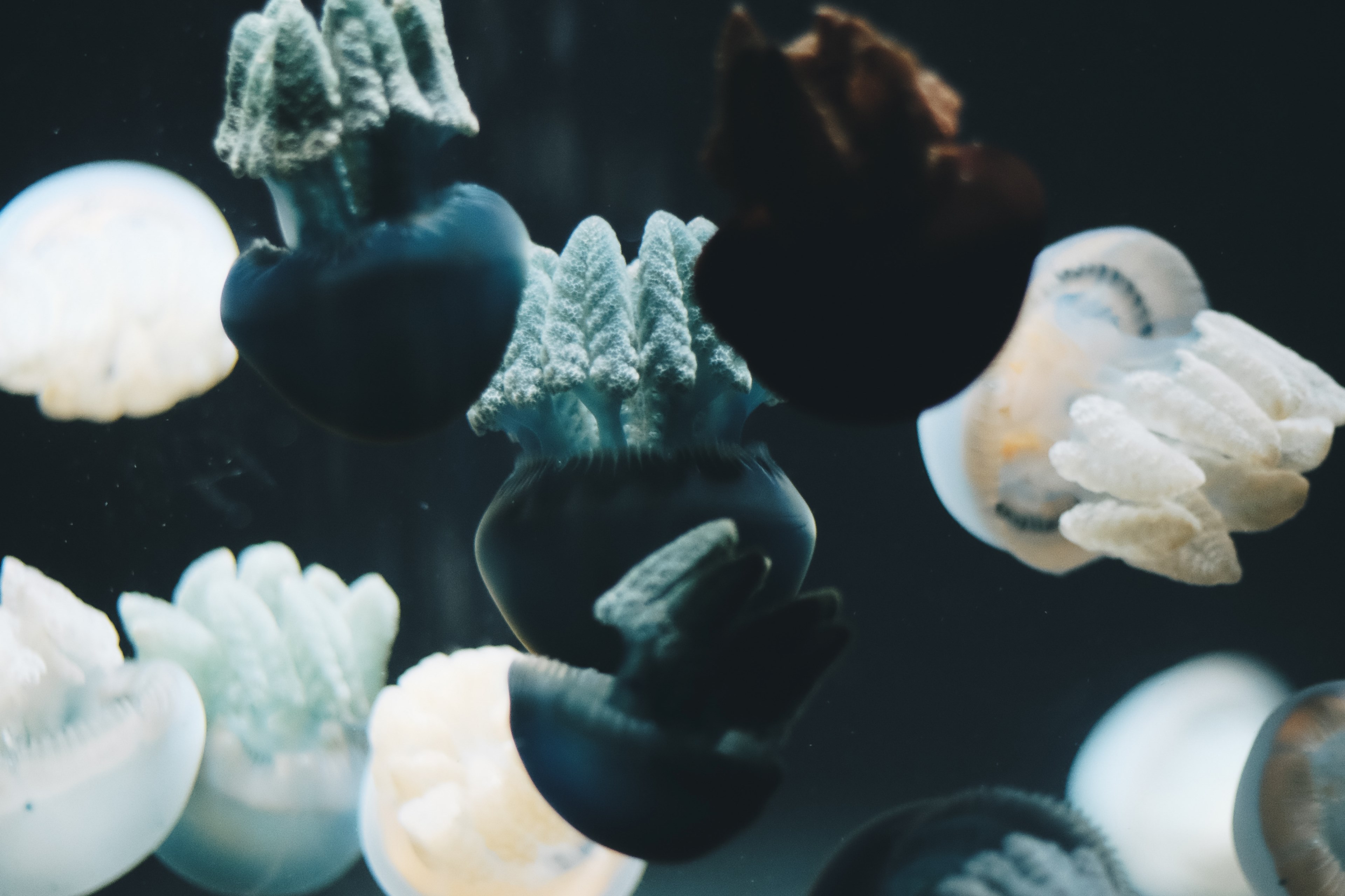 water underwater jellyfish and creature 4k, HD Wallpaper