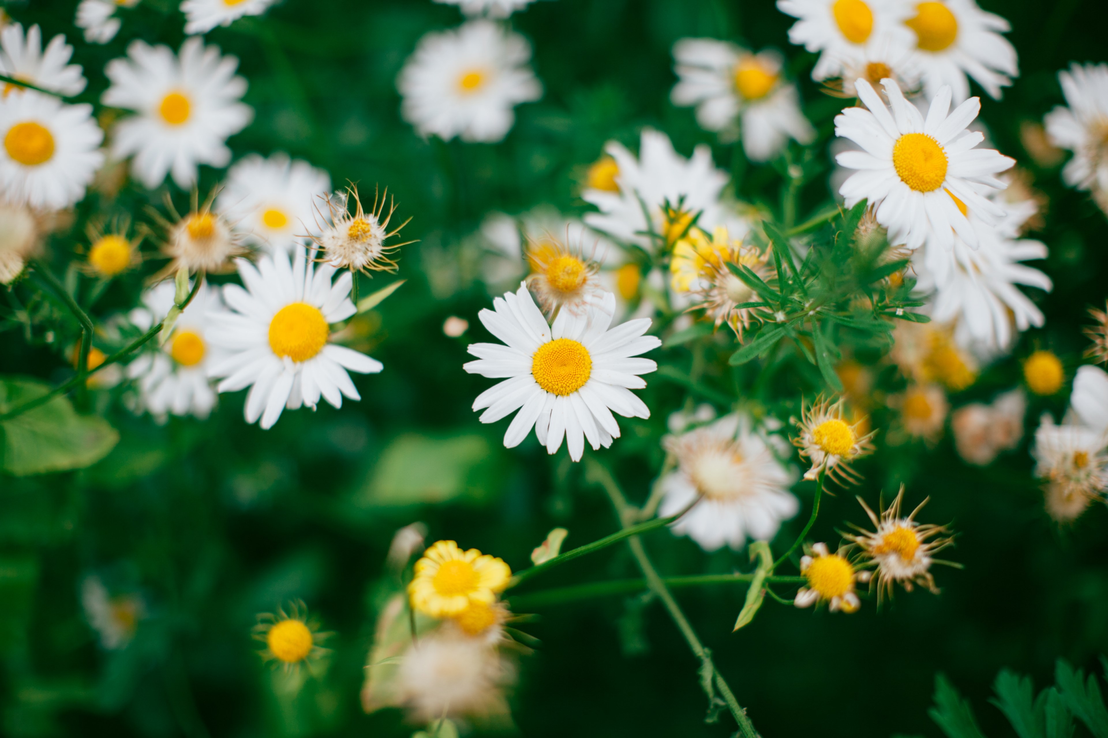 a patch of white chamomile flowers, white chamomile 4k, HD Wallpaper