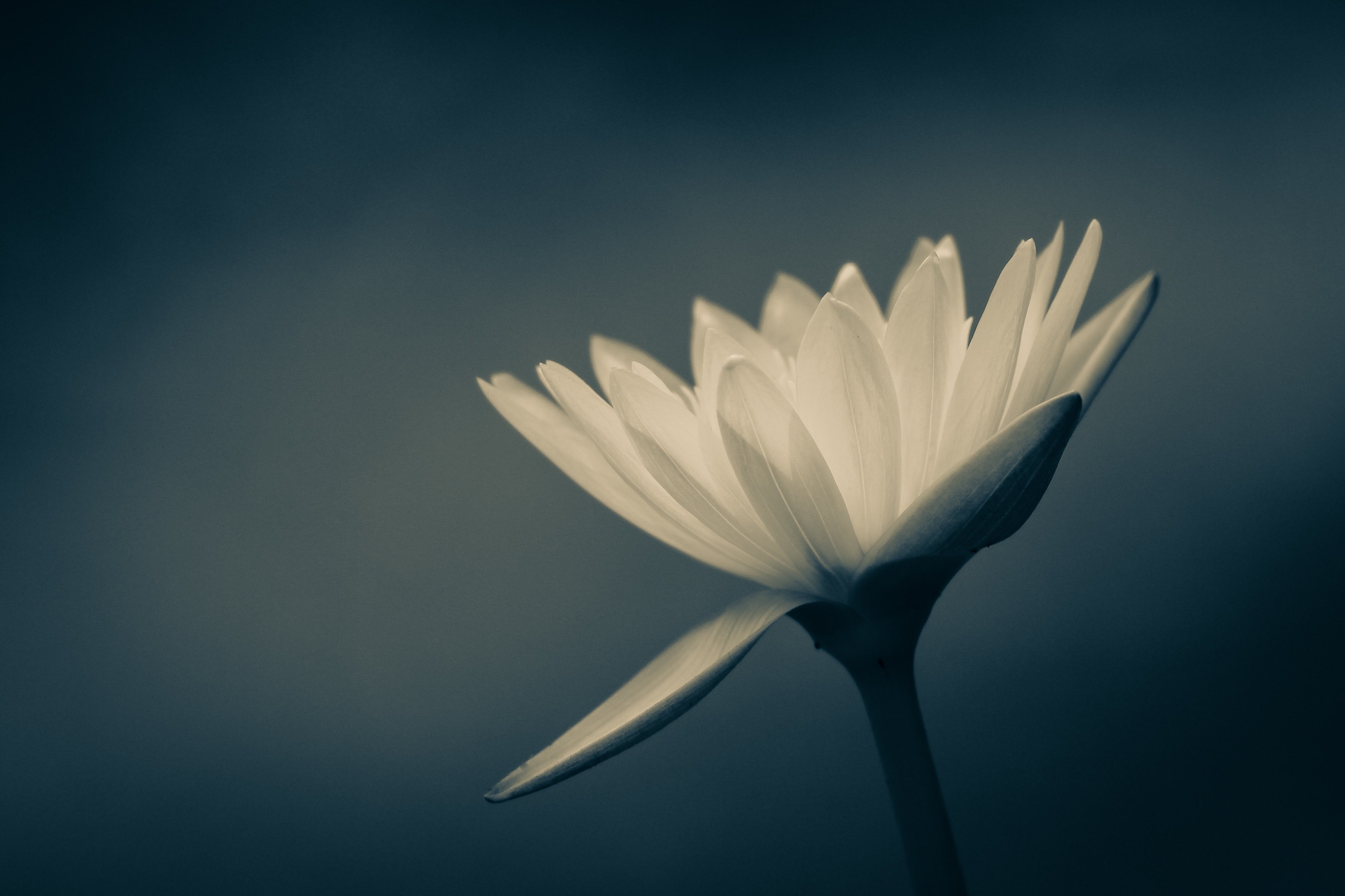 borisworkshop blue taiwan and flowernature 4k, HD Wallpaper