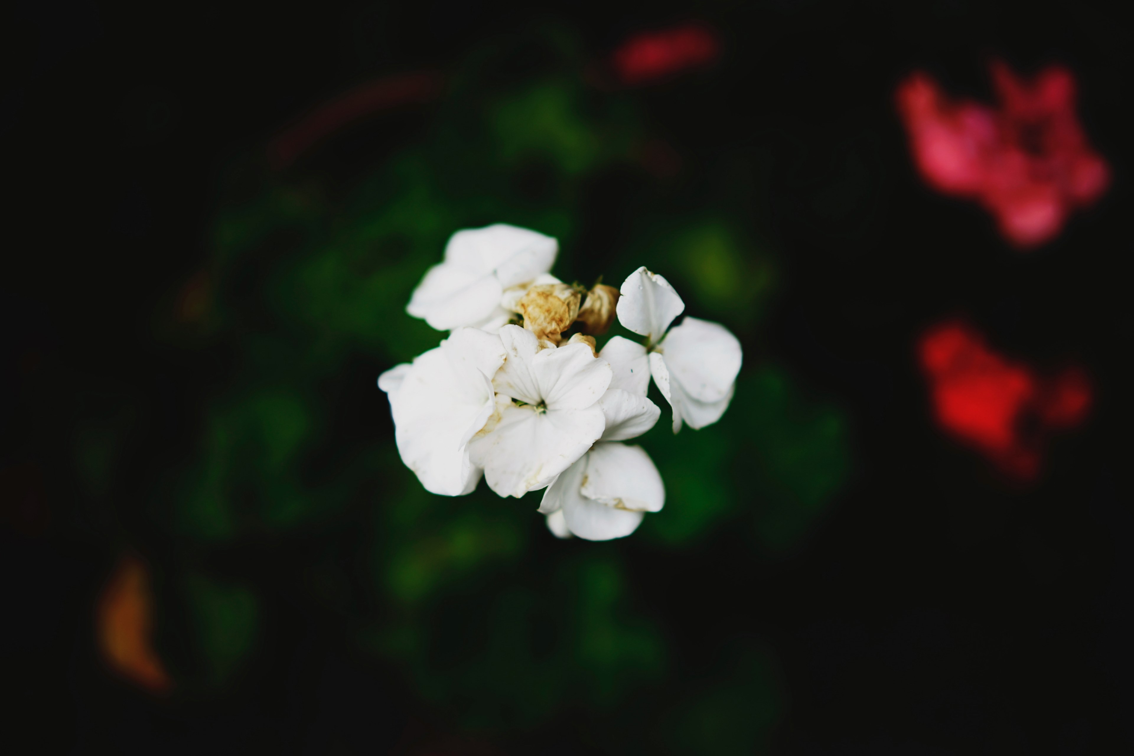 closeup macro nature and white 4k, HD Wallpaper