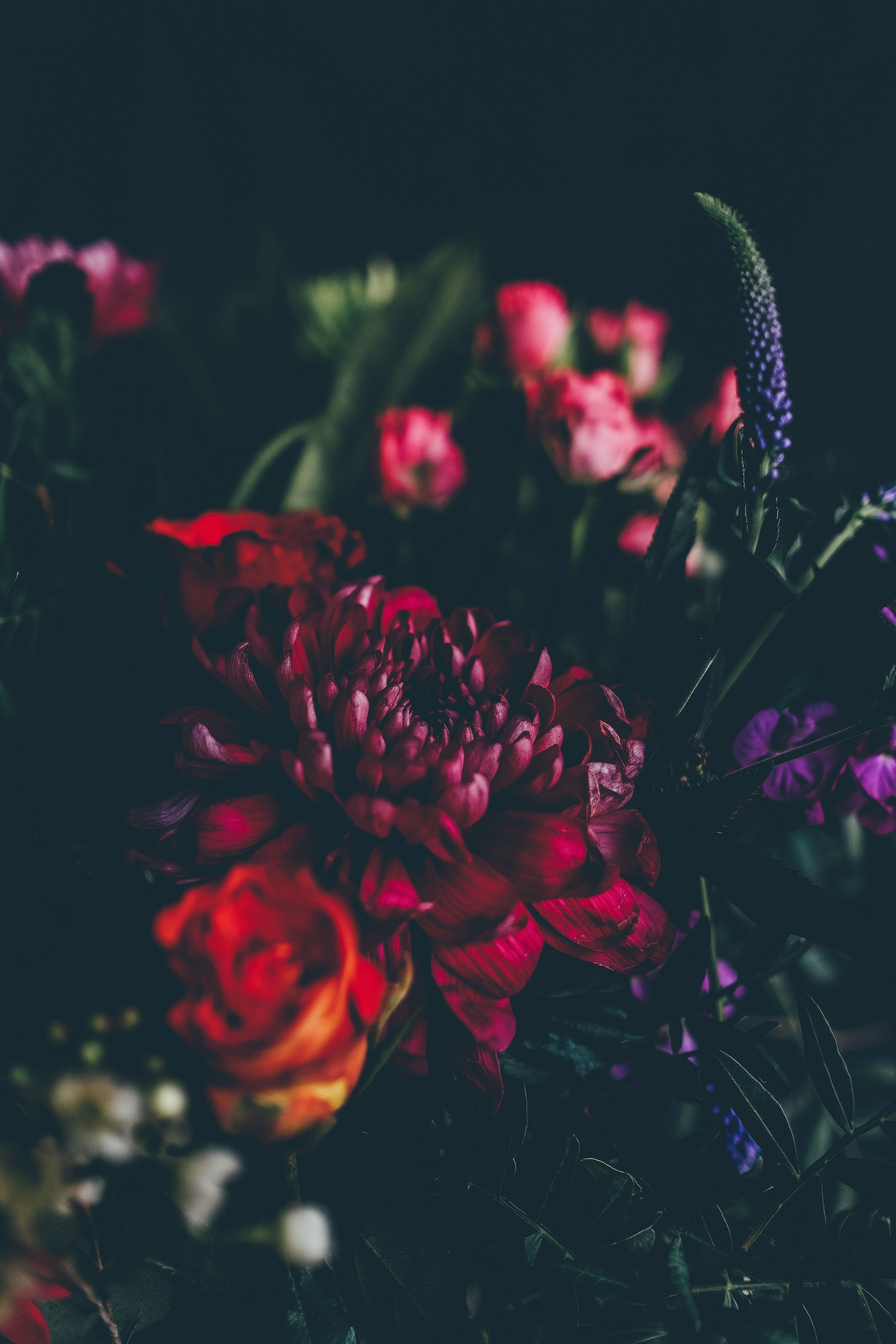 a dim shot of dahlias roses and other flowers, dark florals 4k, Phone HD Wallpaper