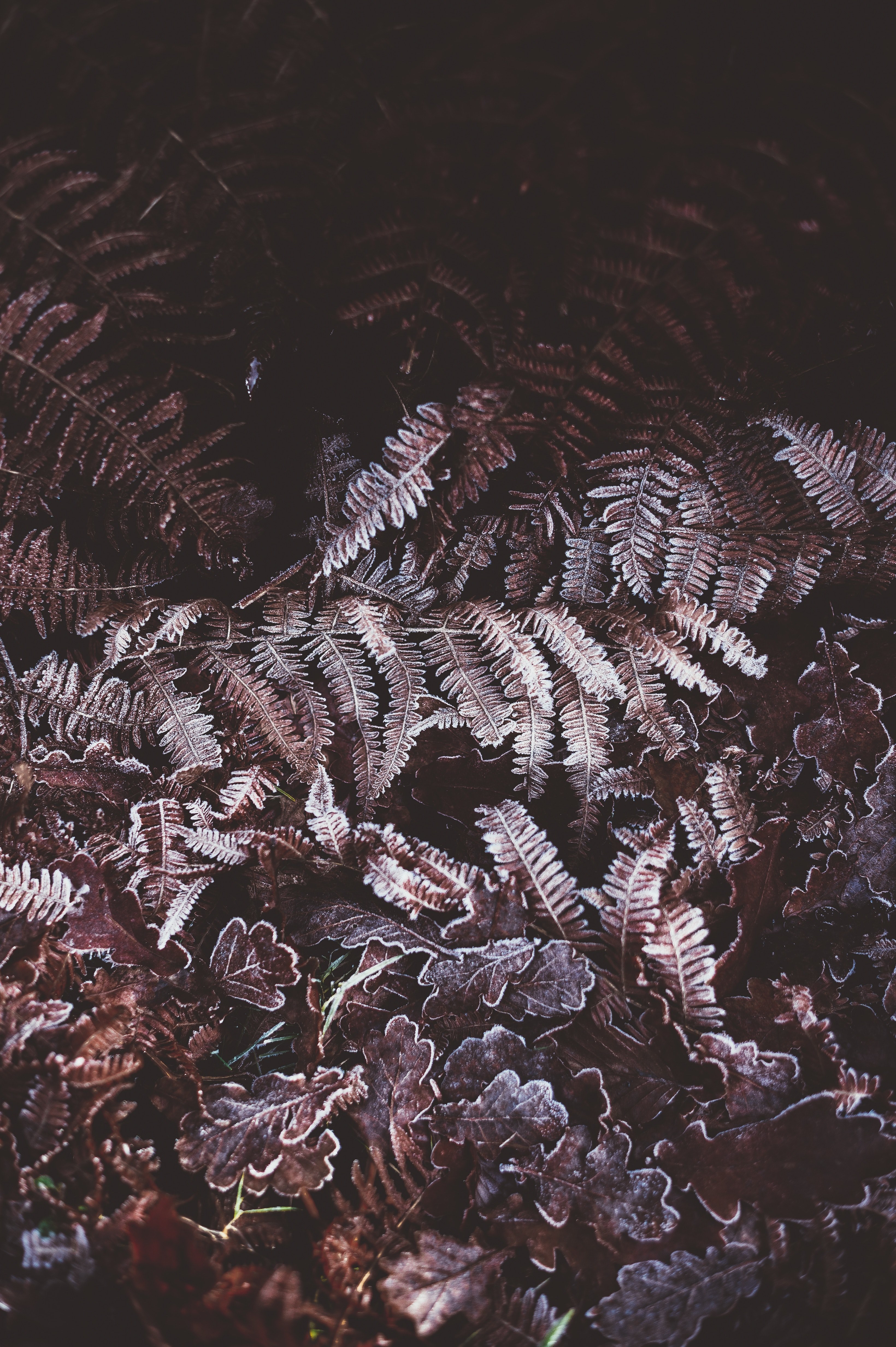 frosted fern 4k, Phone HD Wallpaper