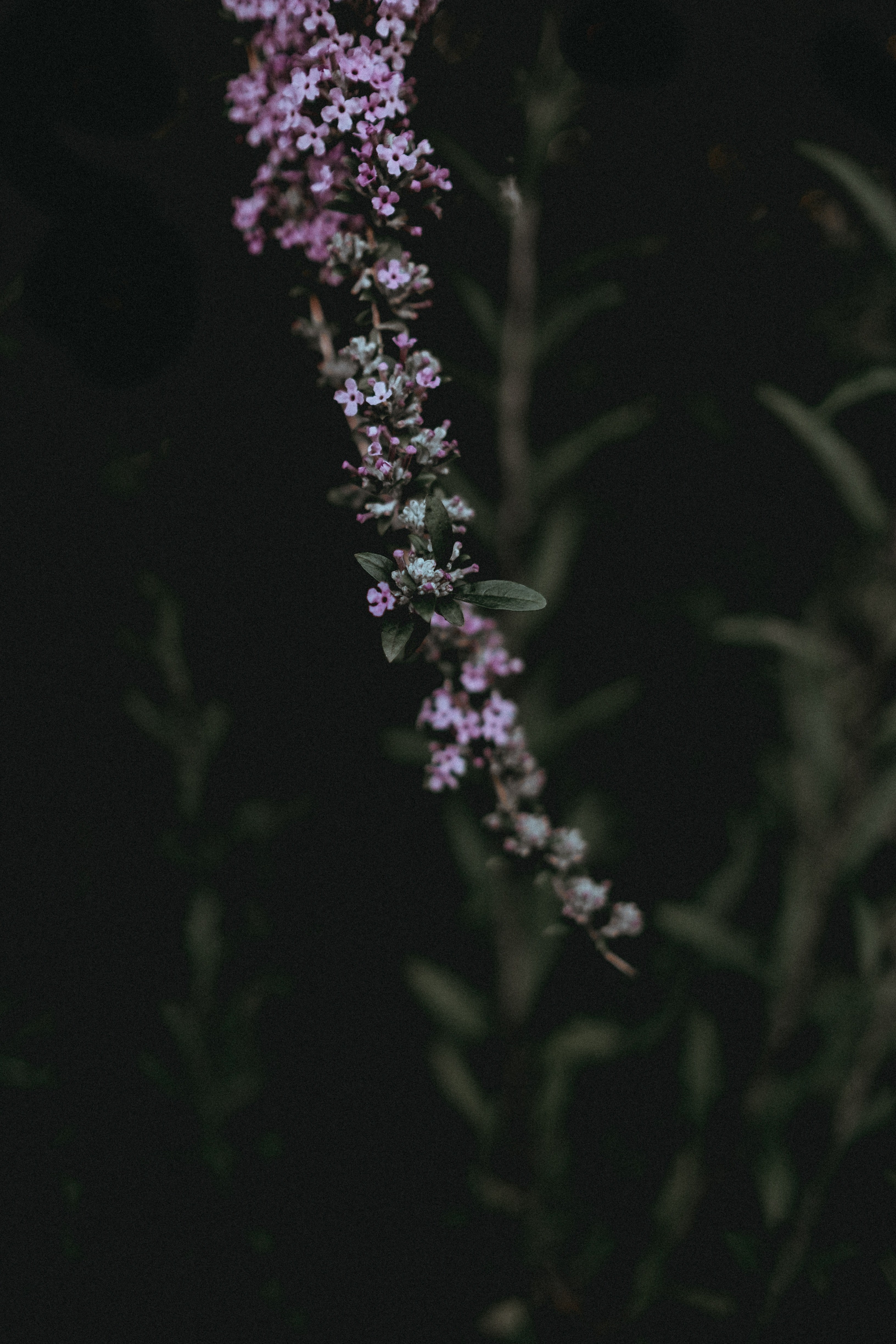 delicate 4k, Phone HD Wallpaper