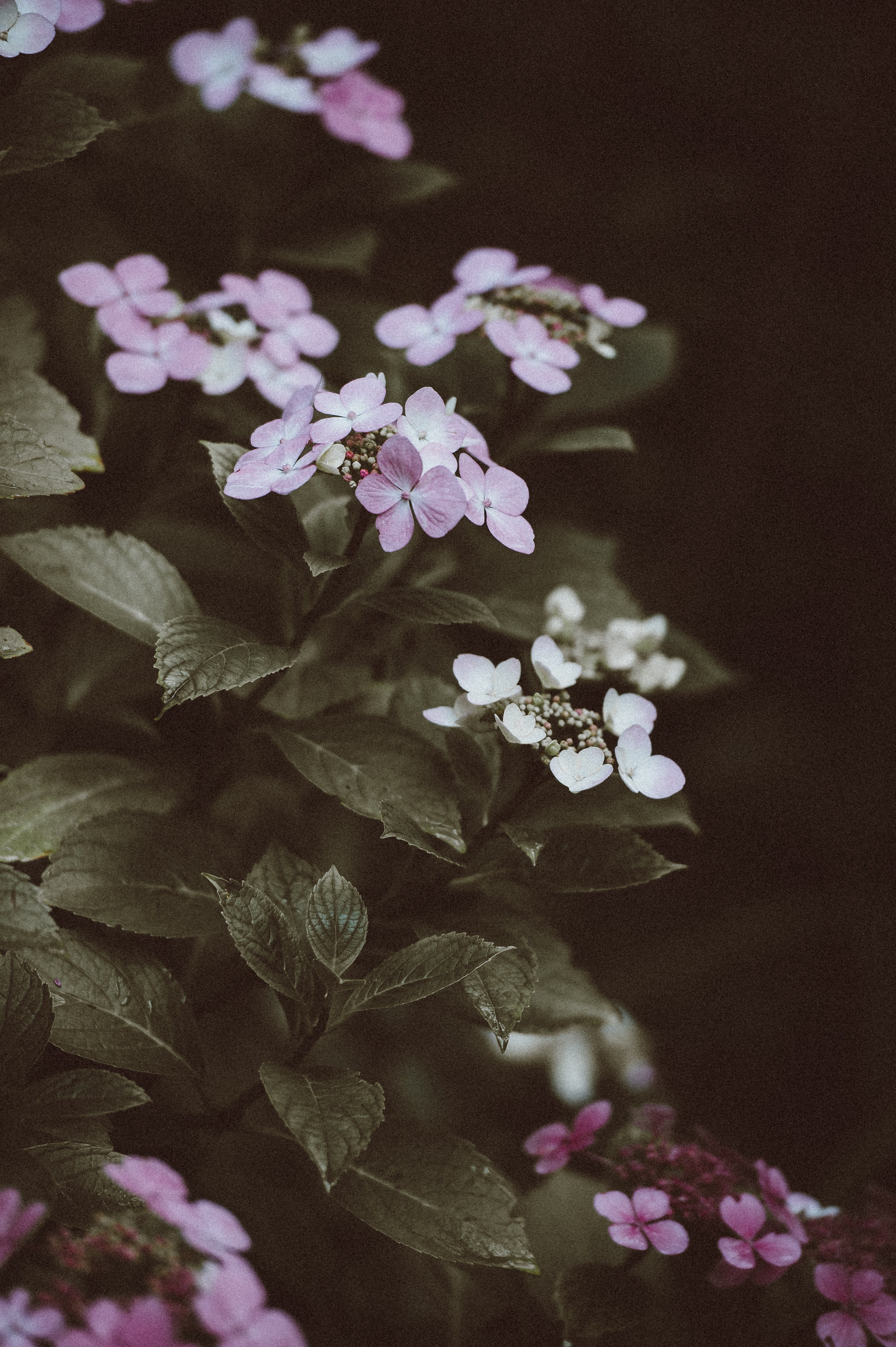 flower pink flower nature and petal hd, 4k, Phone HD Wallpaper