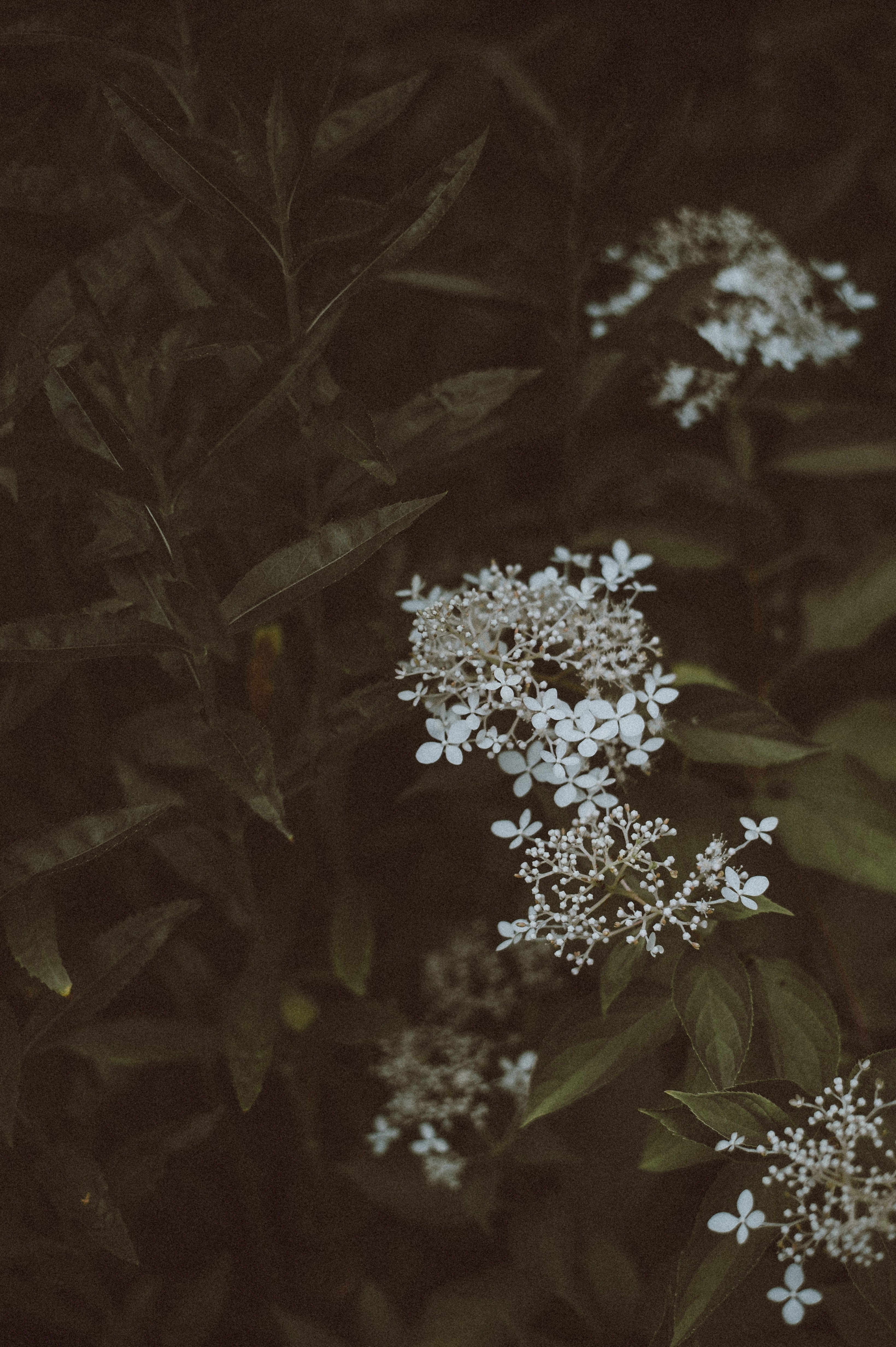 flowers white green and petals hd, 4k, Phone HD Wallpaper
