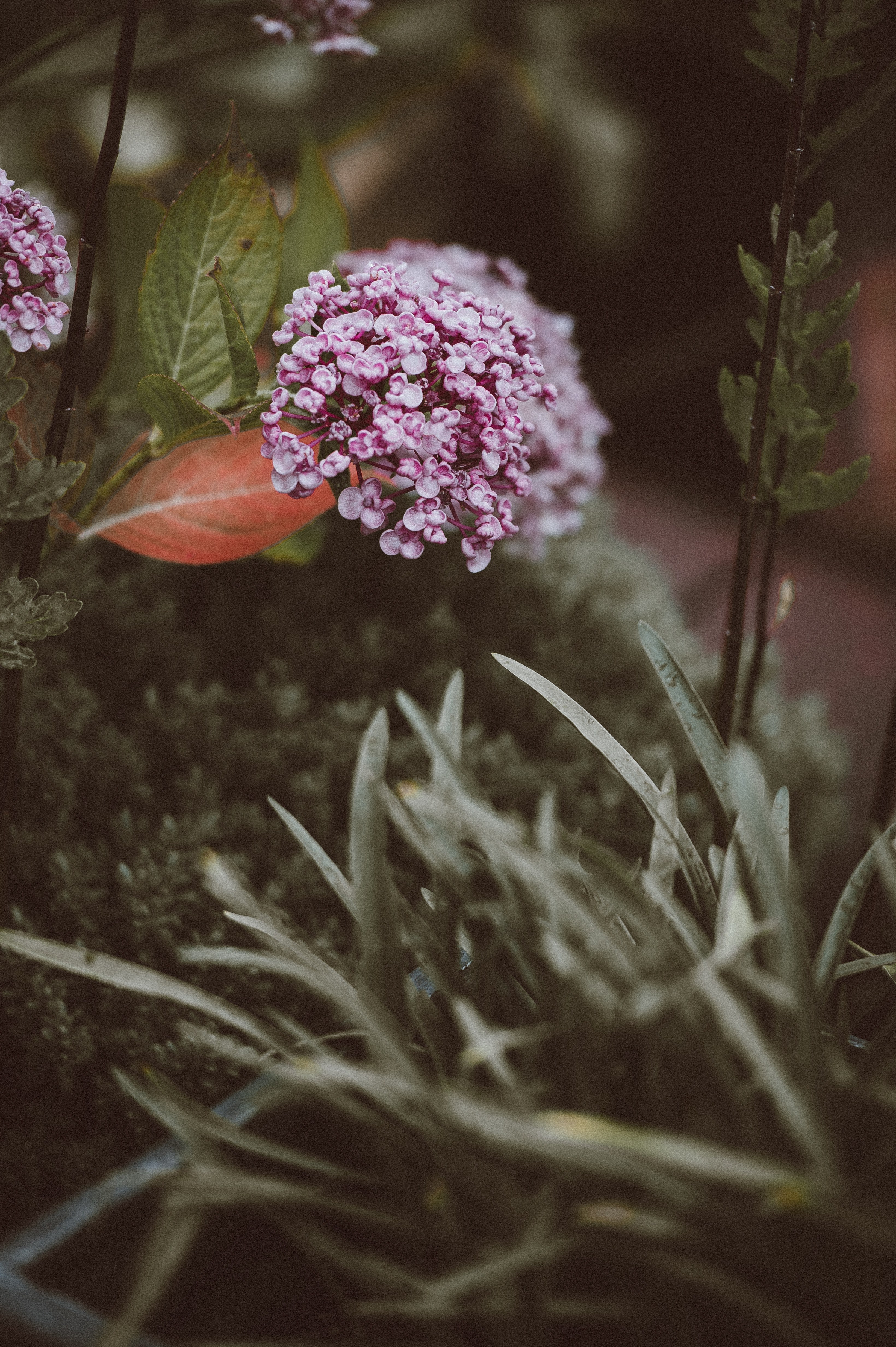 flower plant petal and pink hd, 4k, Phone HD Wallpaper