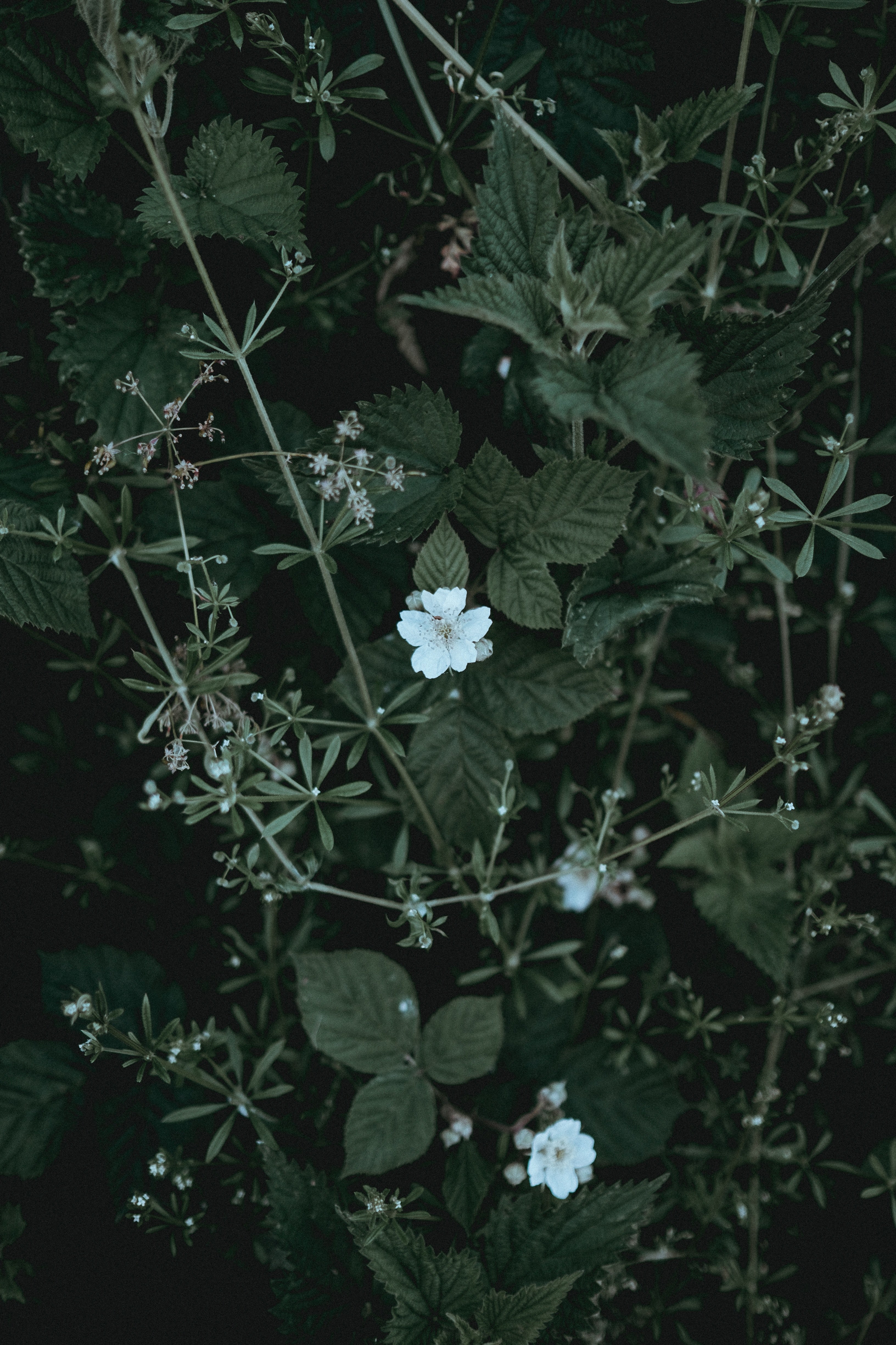 plant stinging nettle flower and wildflower hd, 4k, Phone HD Wallpaper
