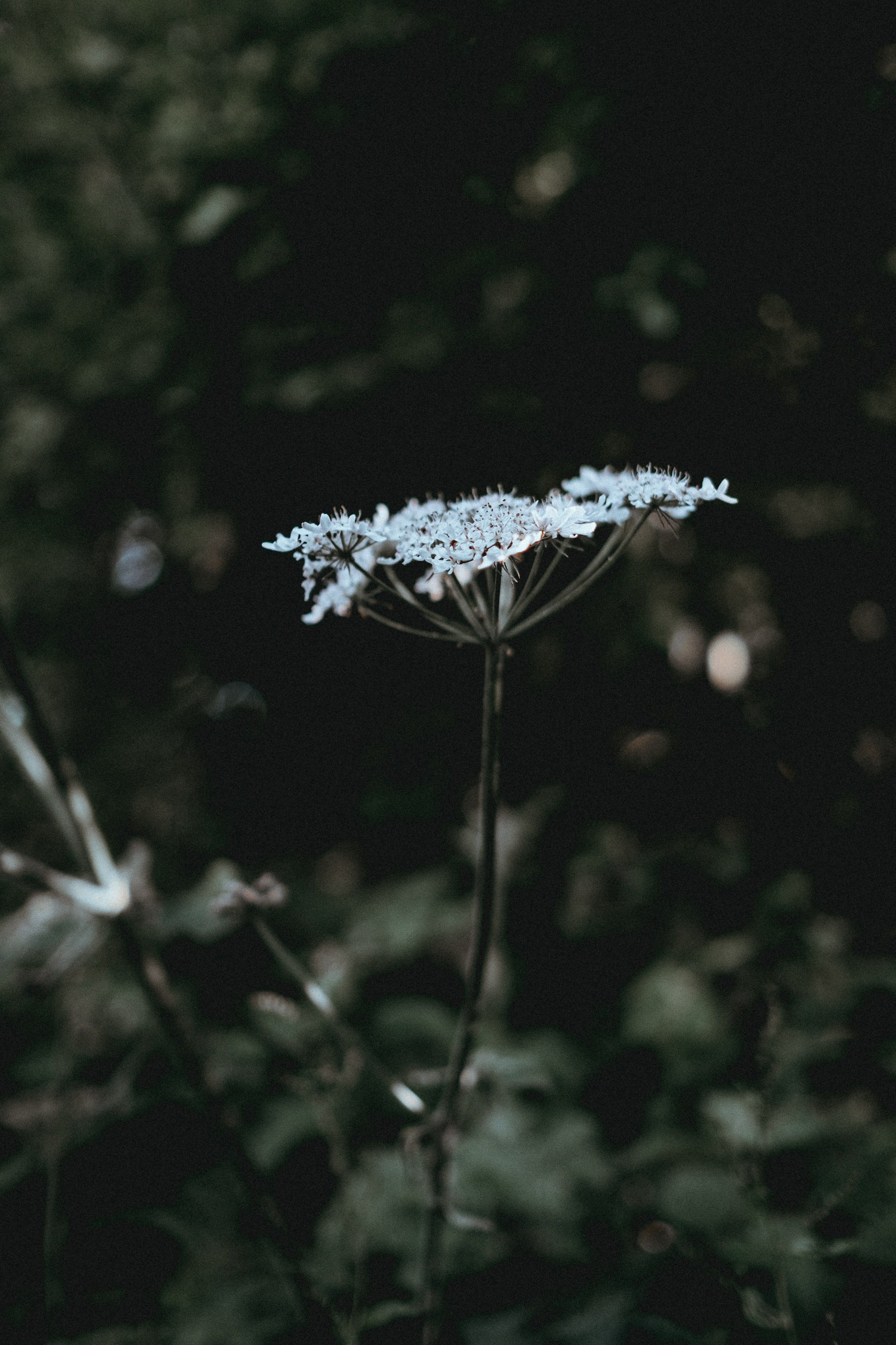 flower stem stalk and plant hd, 4k, Phone HD Wallpaper