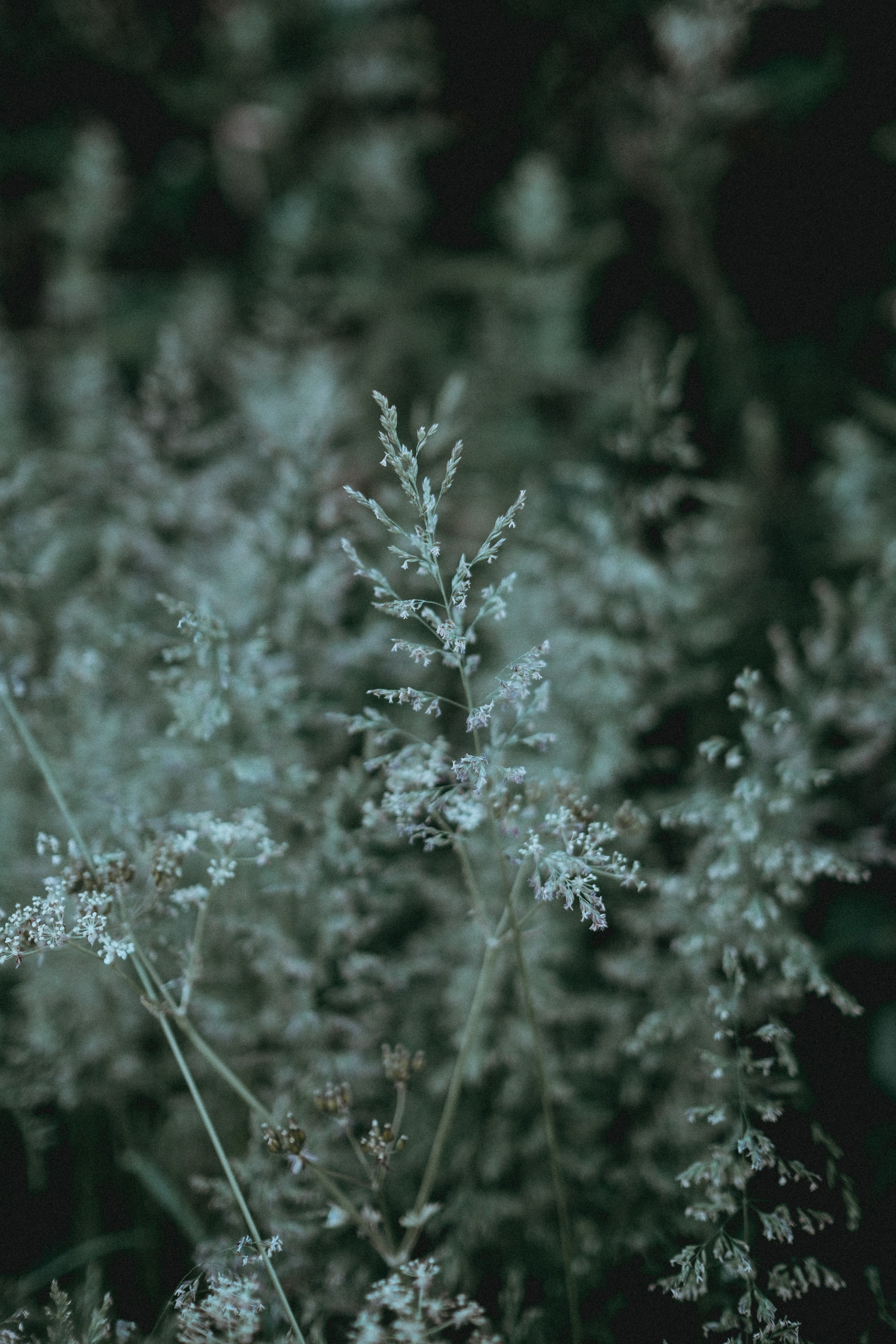 grass seed meadow and field hd, 4k, Phone HD Wallpaper
