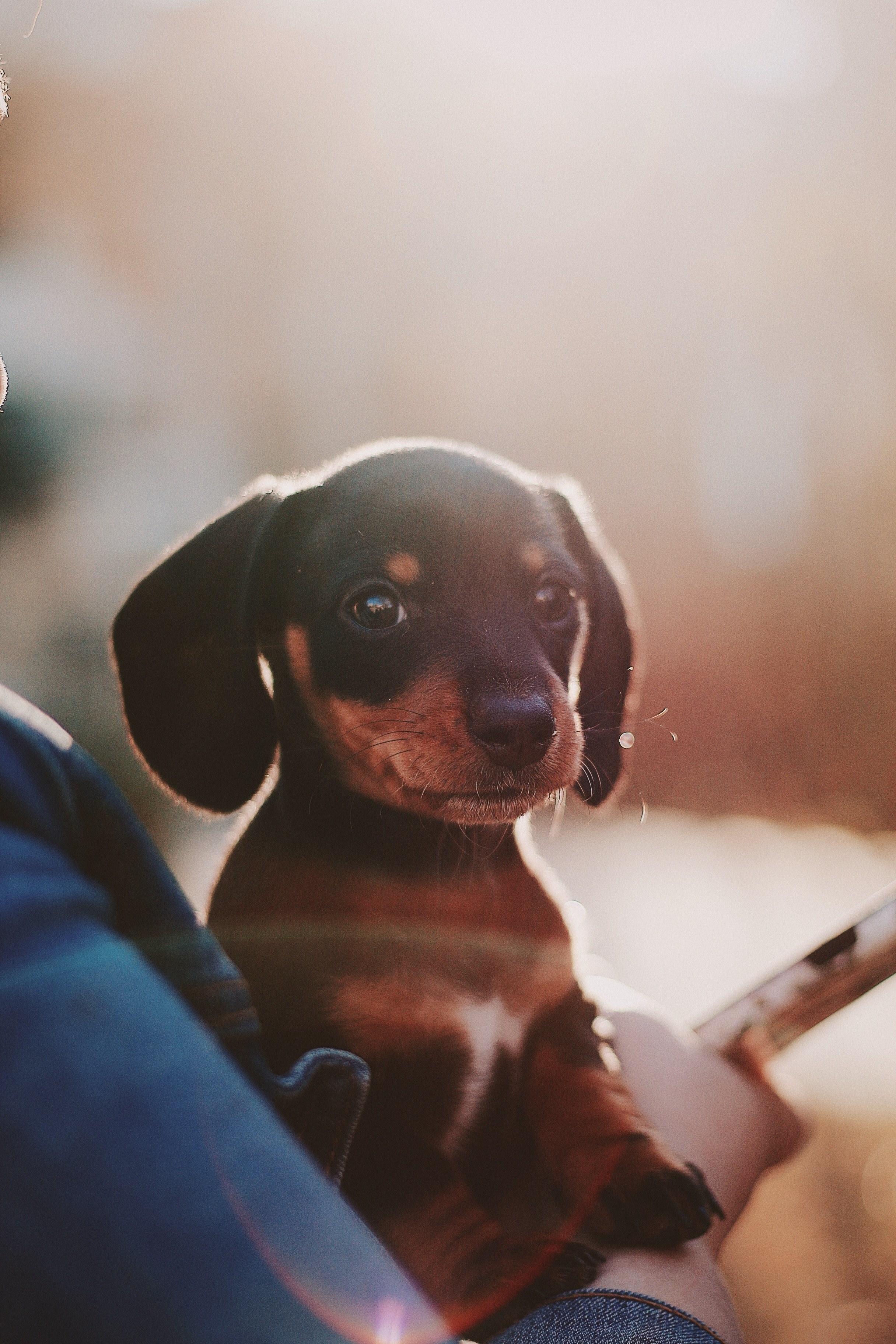 dog puppy pet and portrait hd, 4k, Phone HD Wallpaper