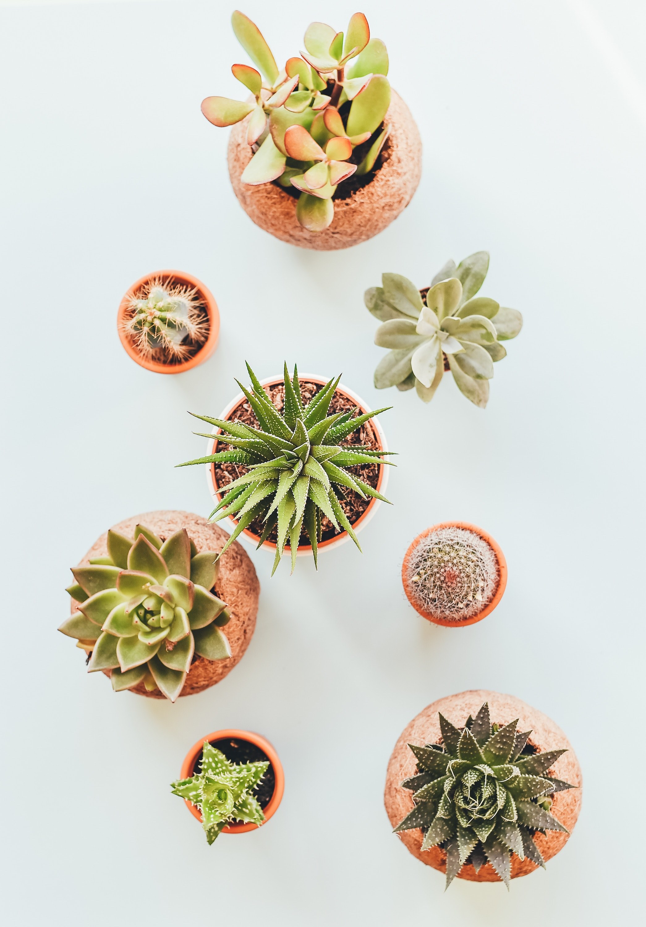 cactu succulent plant and pot hd, 4k, Phone HD Wallpaper
