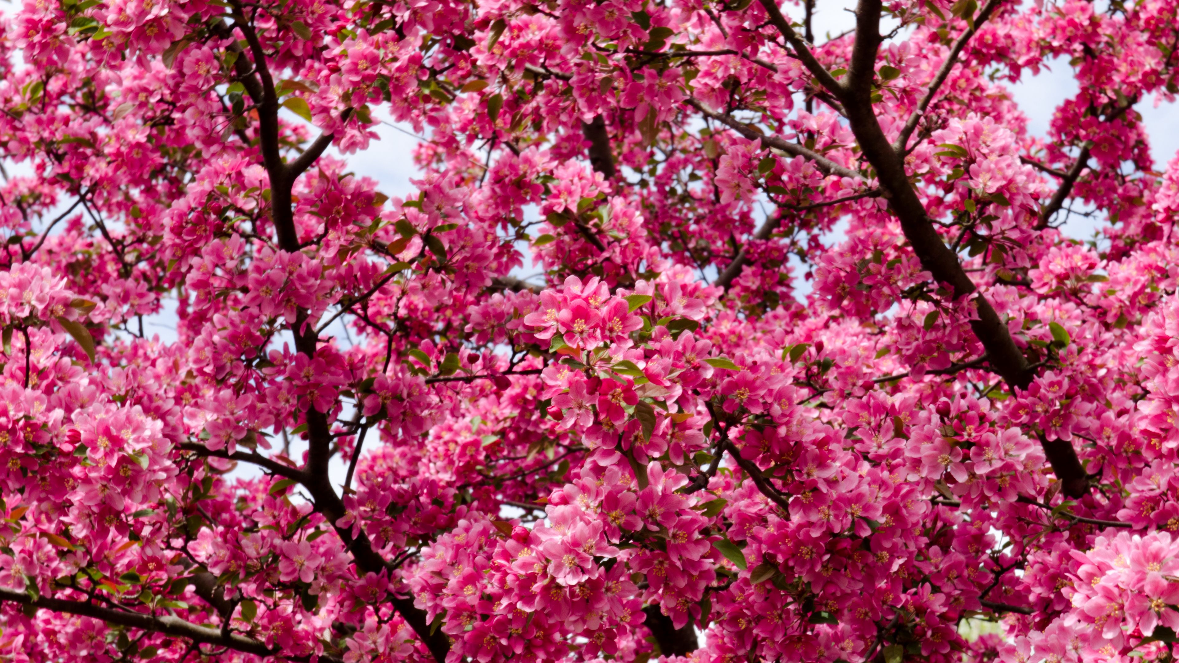 flowers, twigs, branches, 4k, HD Wallpaper