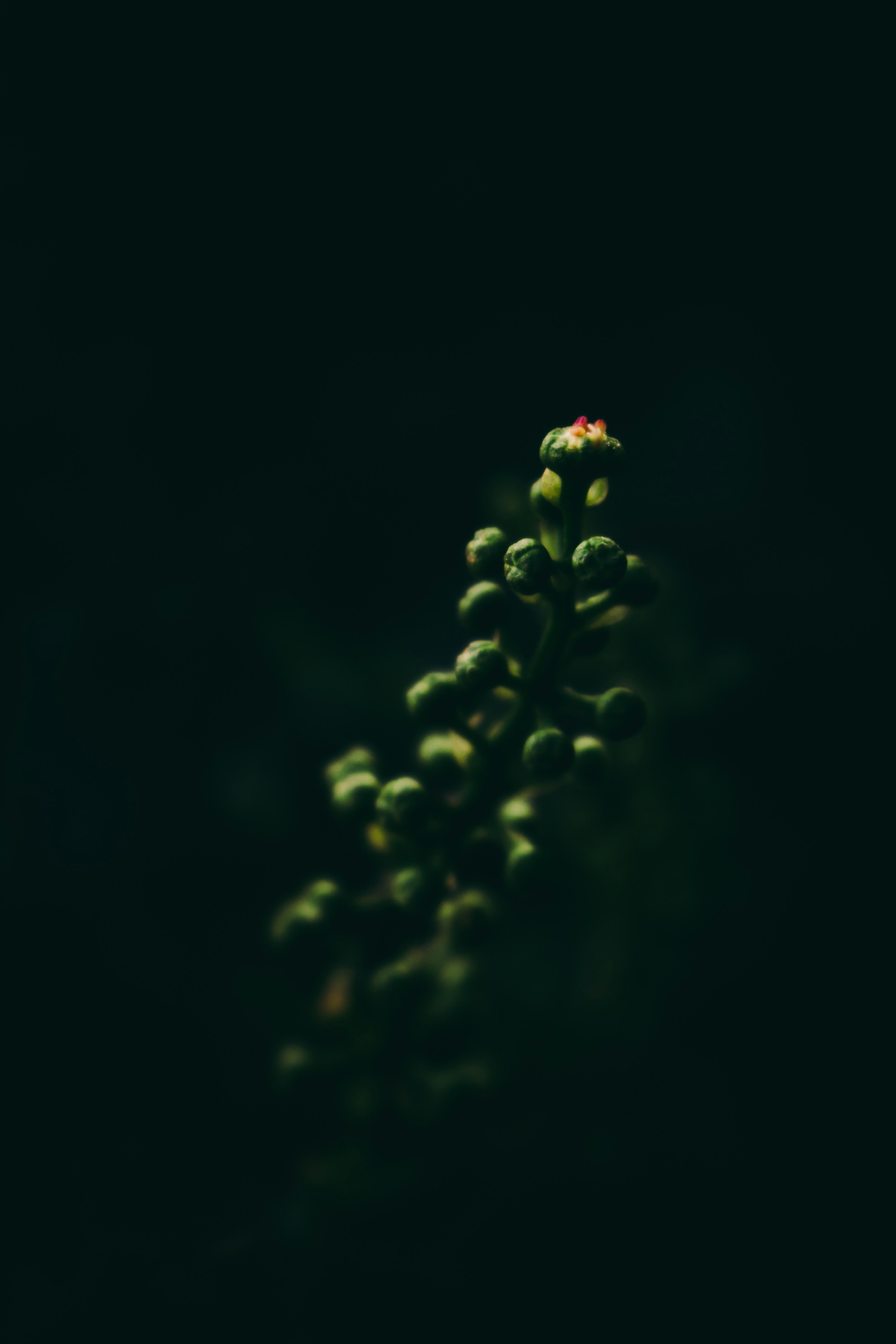 plant bud dark and stem hd, 4k, Phone HD Wallpaper