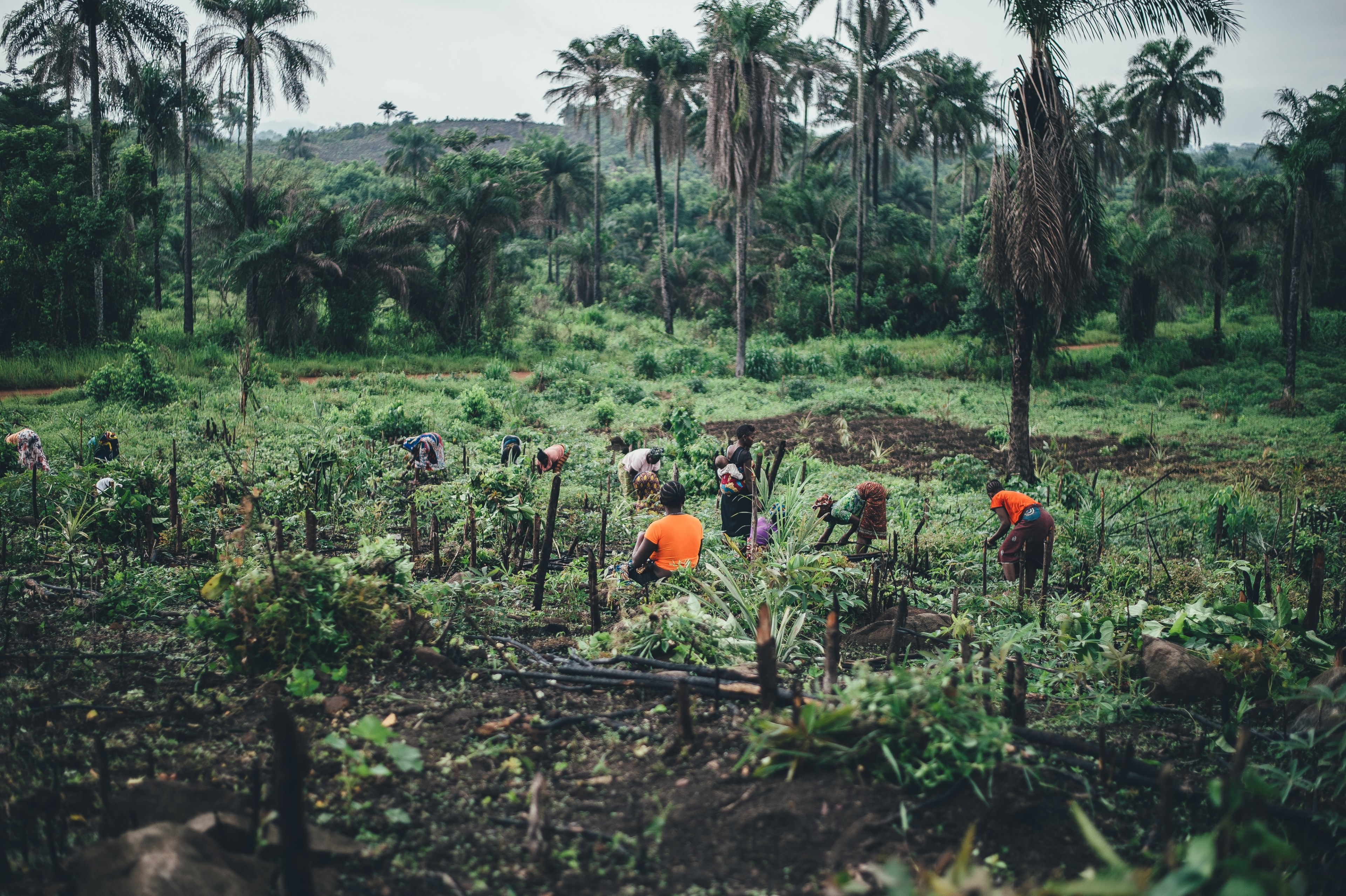 cassava farming in sierra leone 4k, HD Wallpaper