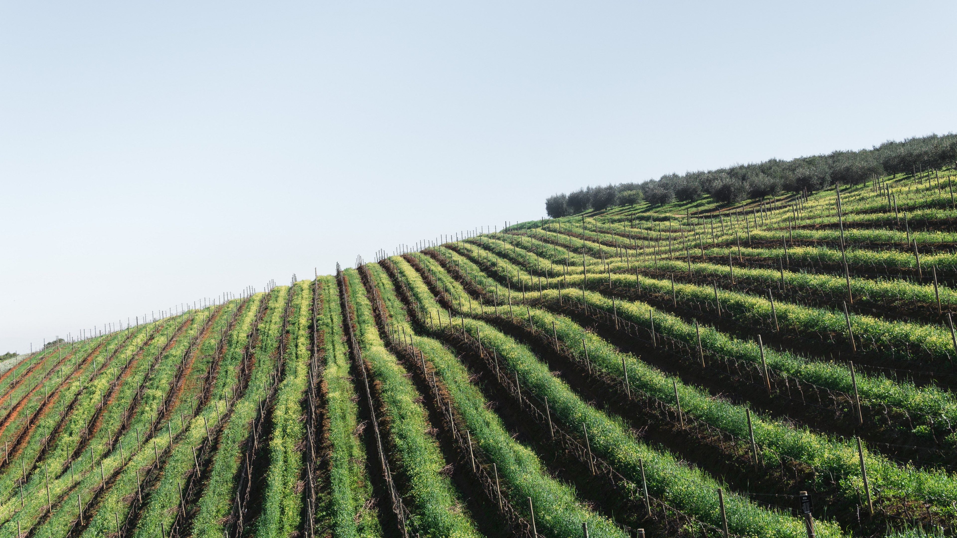 long strips of farmland, _winelands 4k, HD Wallpaper