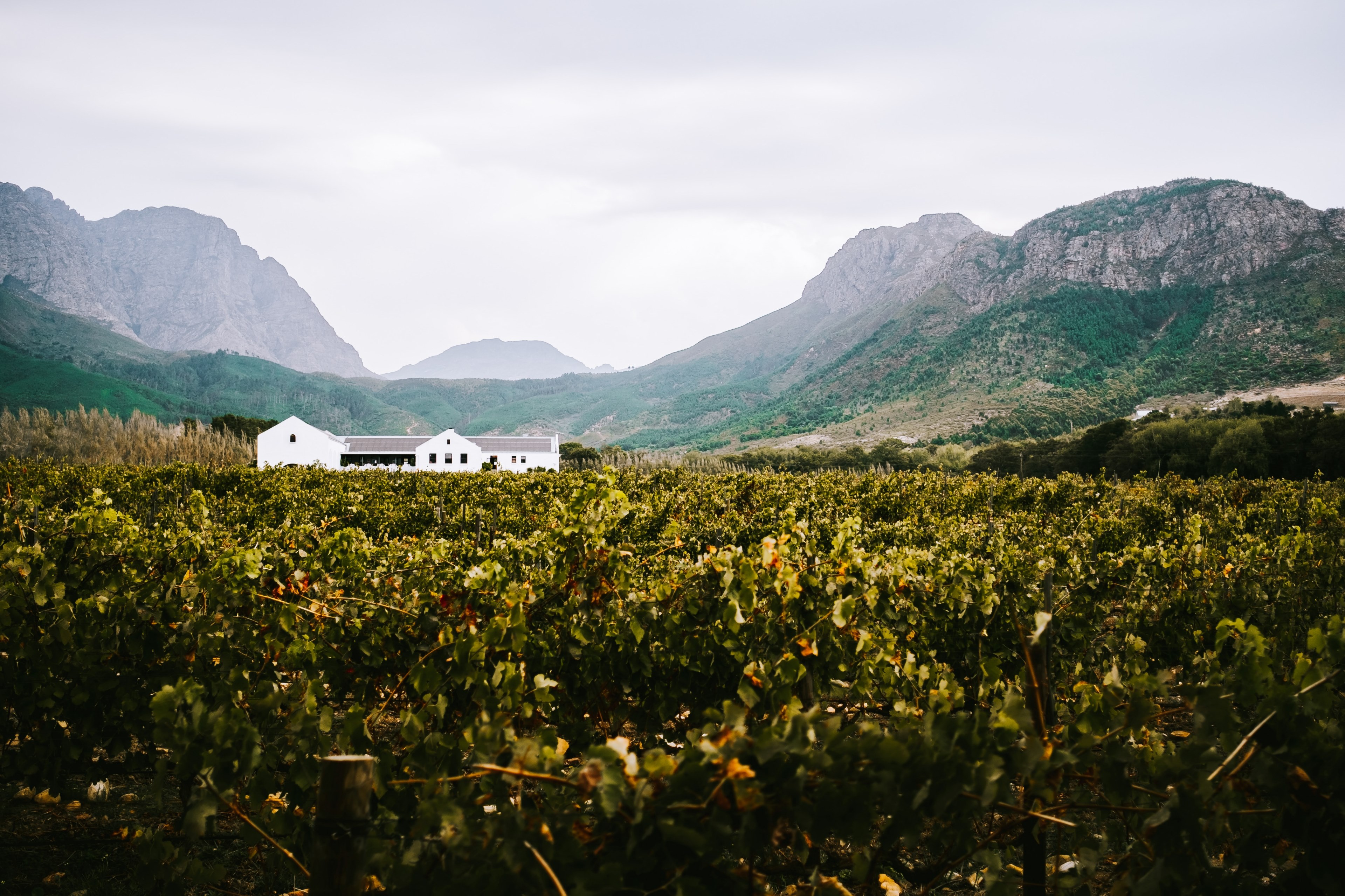 tasting wines in south africa 4k, HD Wallpaper