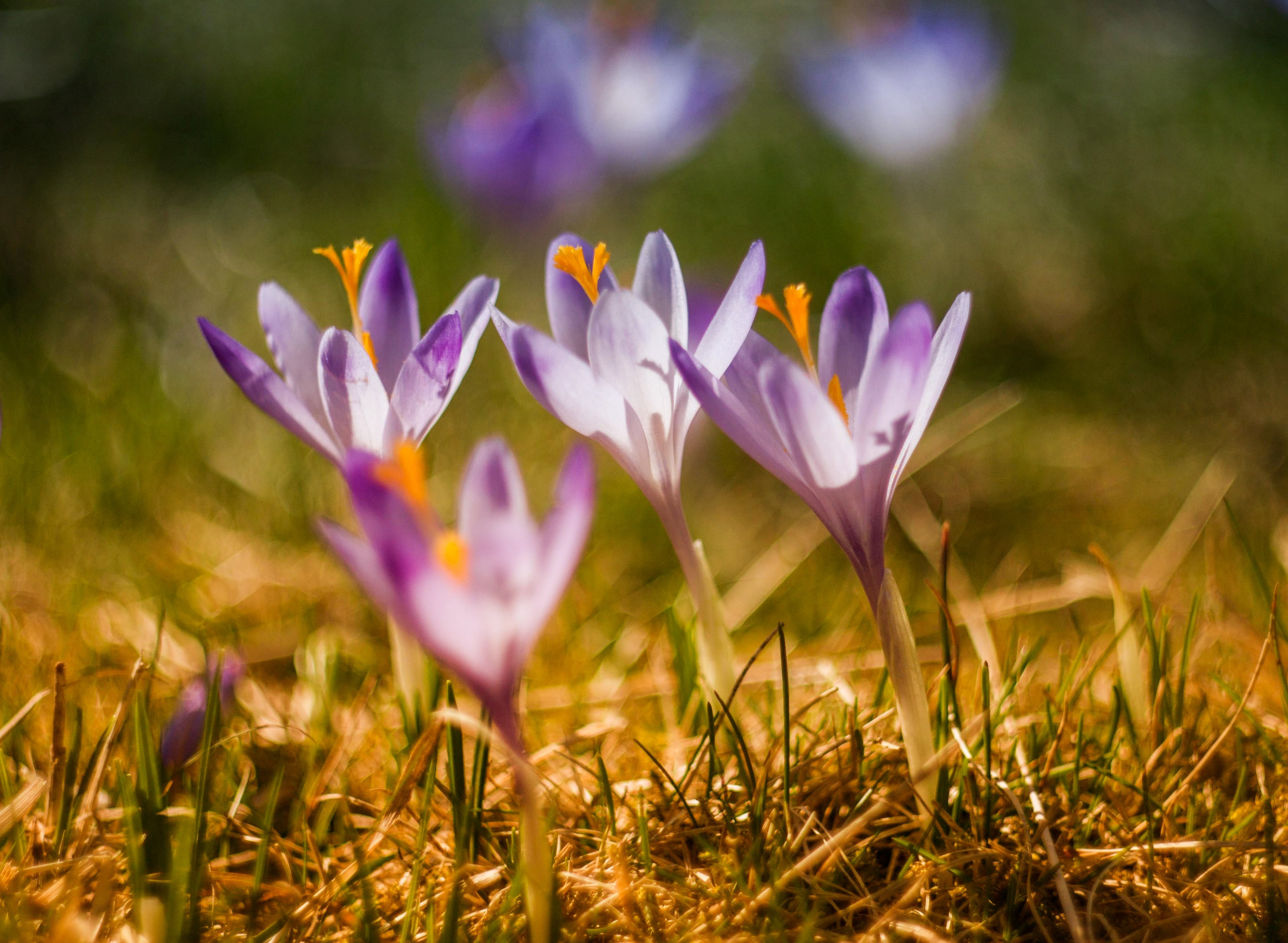 purple crocus flower in spring with blooming petals nowy jork teksas stany zjednoczone, springtime crocuses 4k, HD Wallpaper