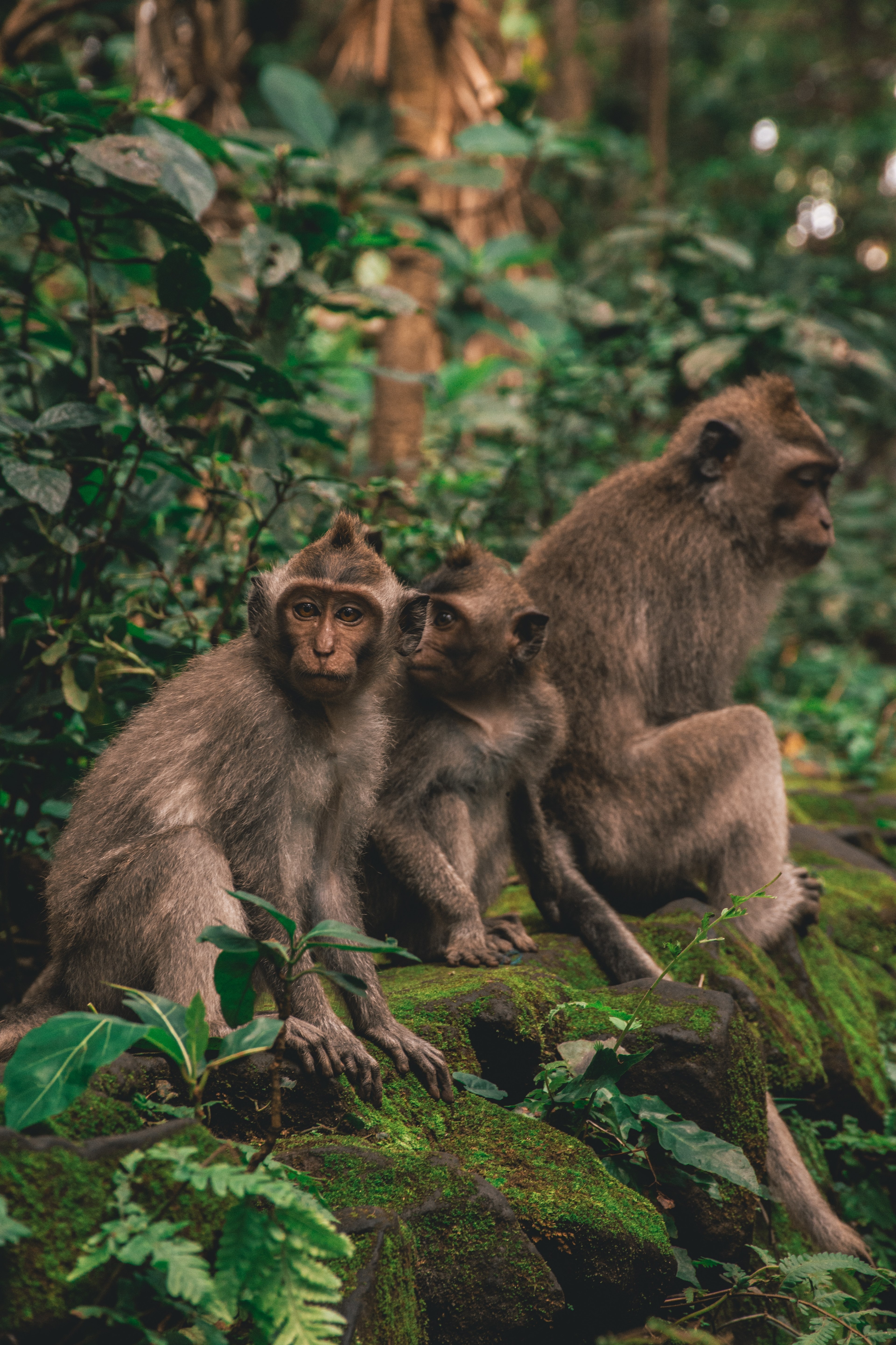 monkey family 4k, Phone HD Wallpaper