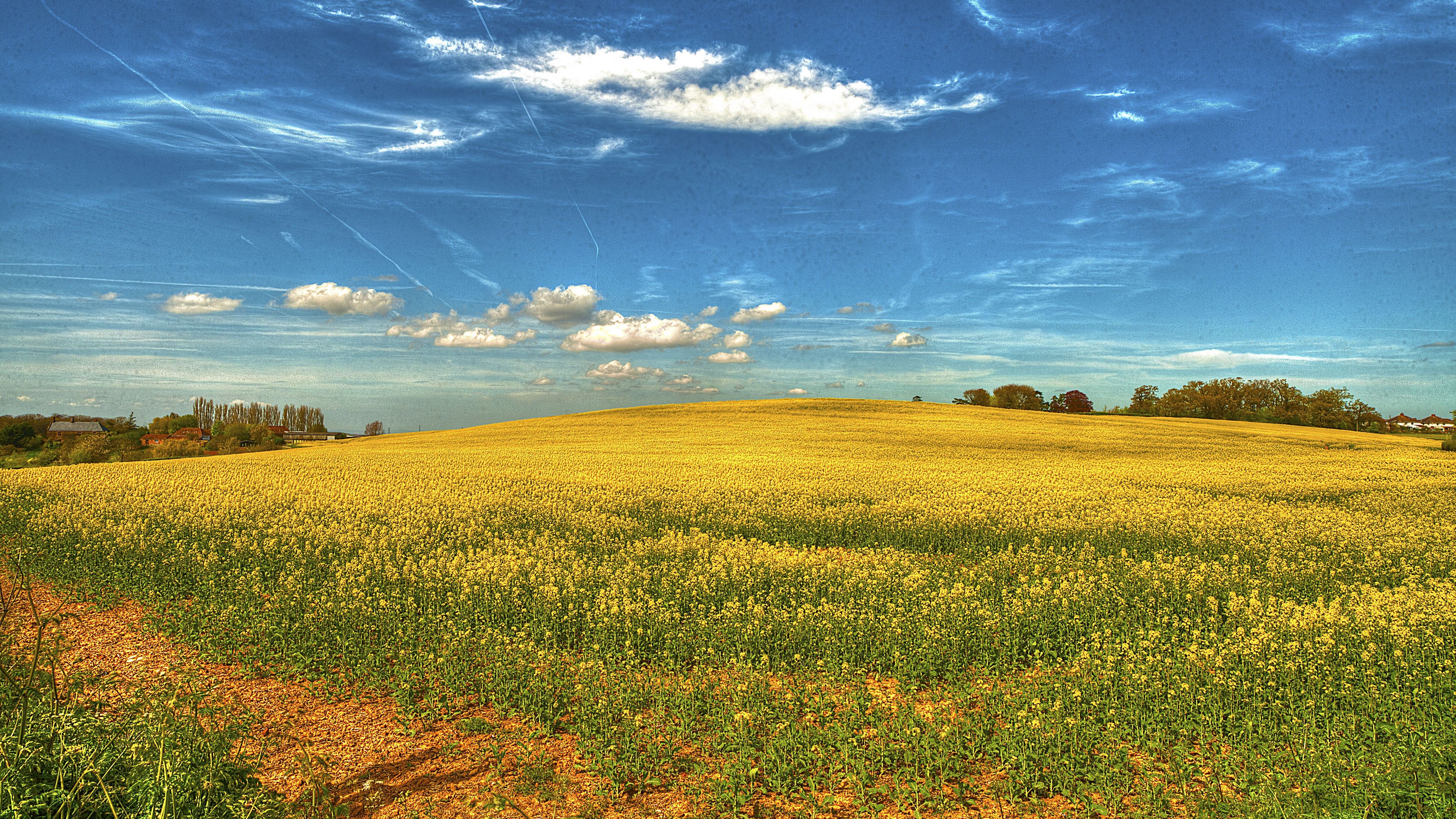 field, flowers, sky, landscape, 4k, HD Wallpaper