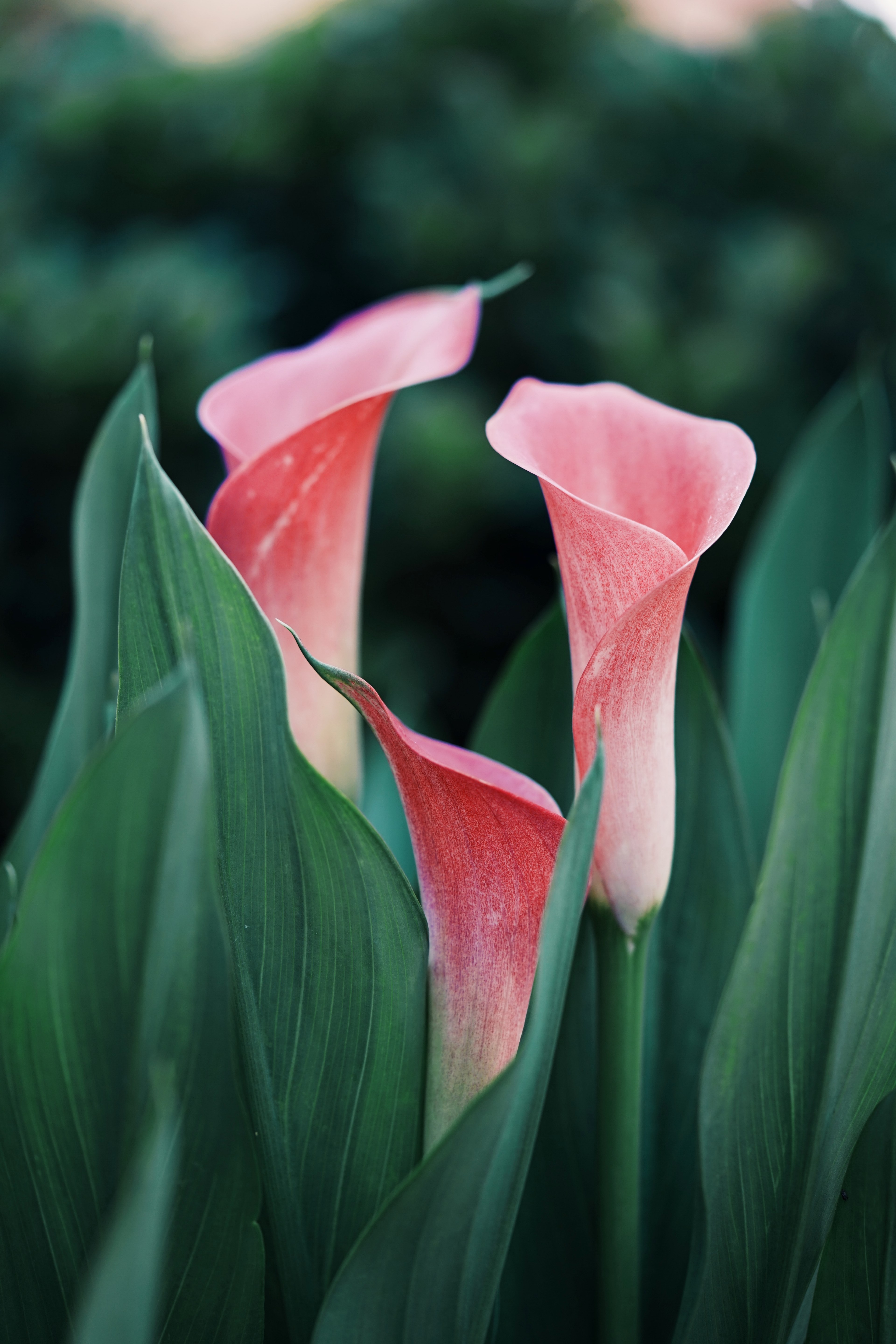 flower petal pink and bloom hd, 4k, Phone HD Wallpaper