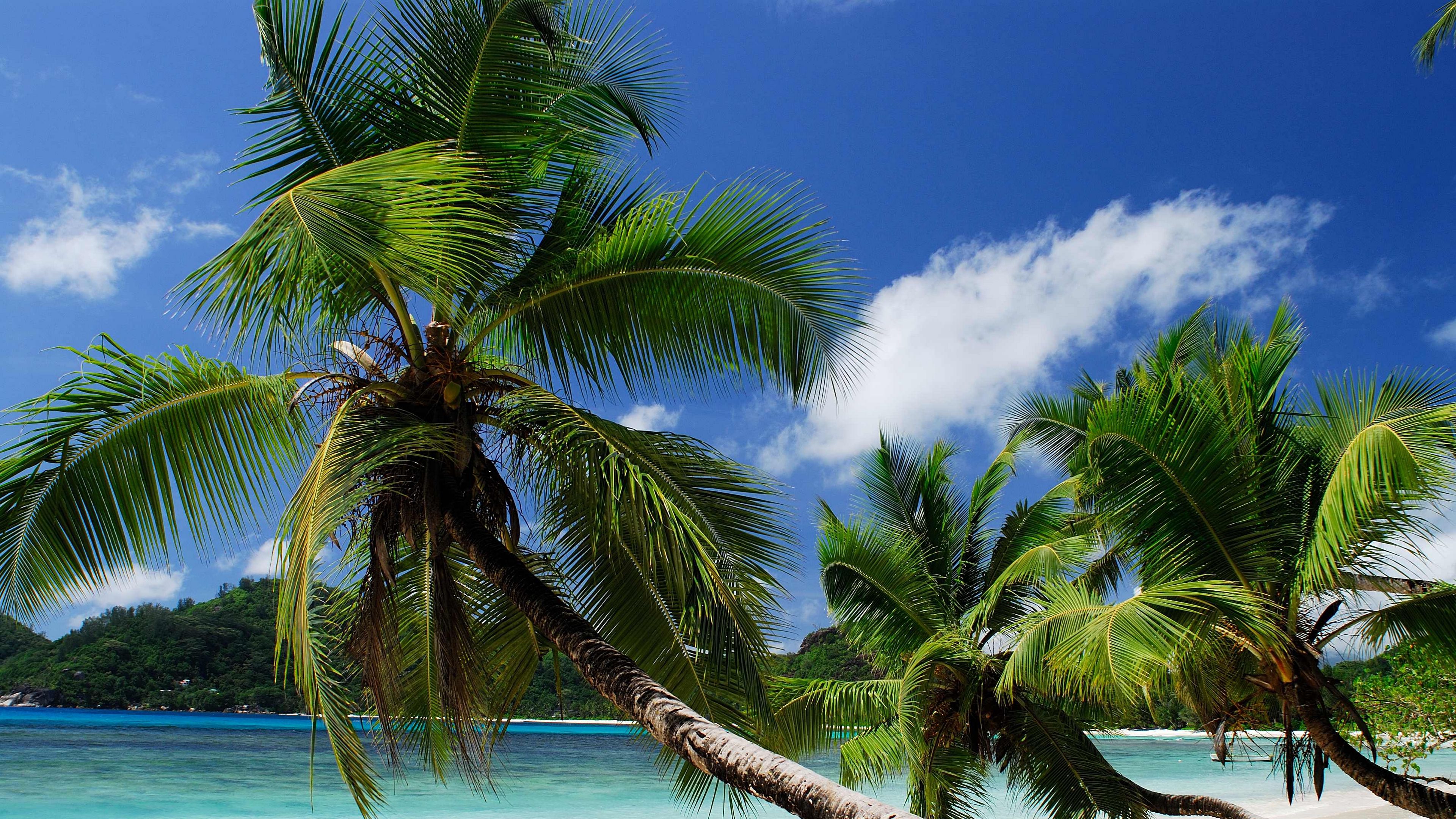 beach, tropics, sea, sand, palm trees, sandy, 4k, HD Wallpaper