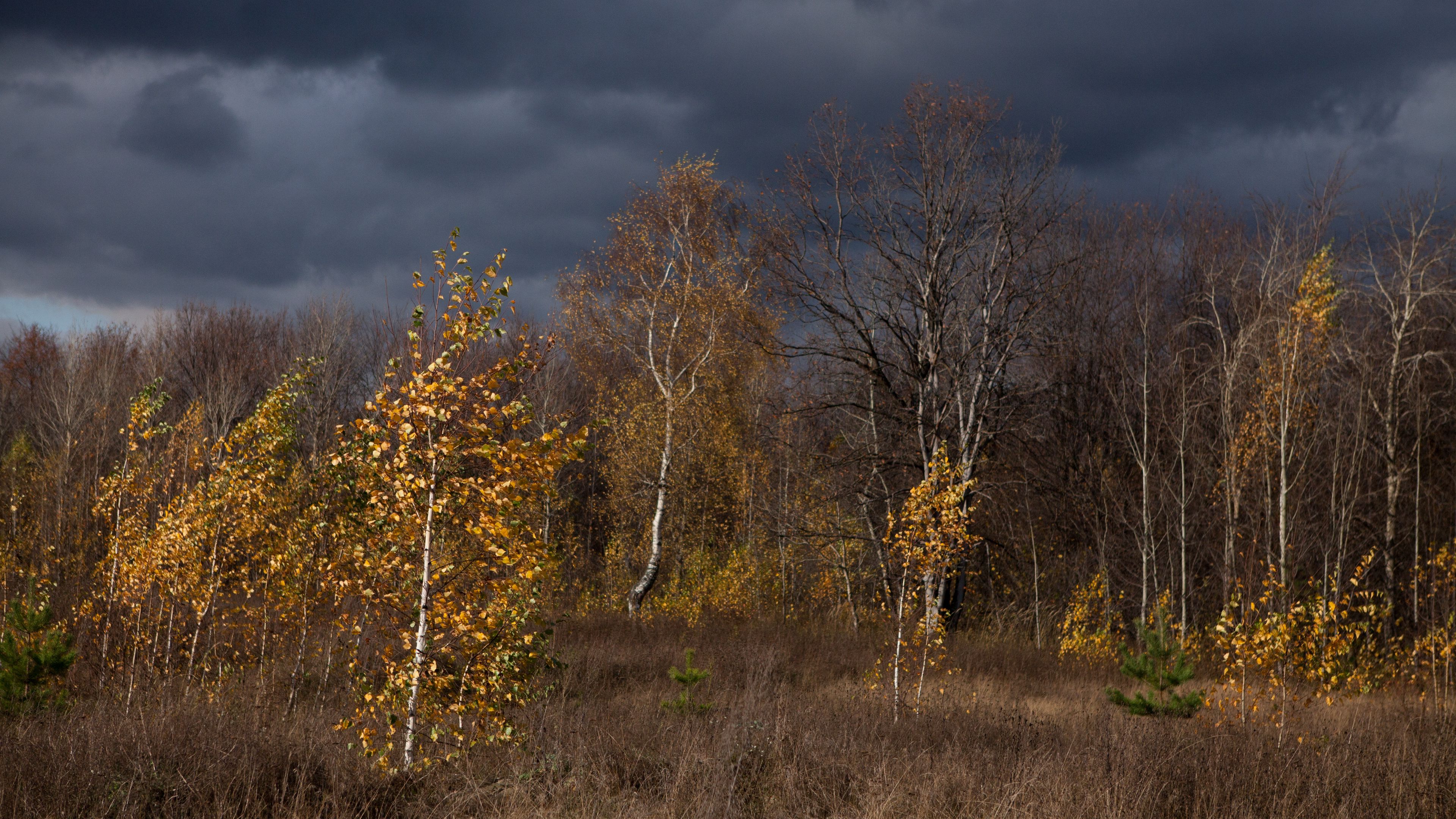 autumn, clouds, trees, nature, 4k, HD Wallpaper