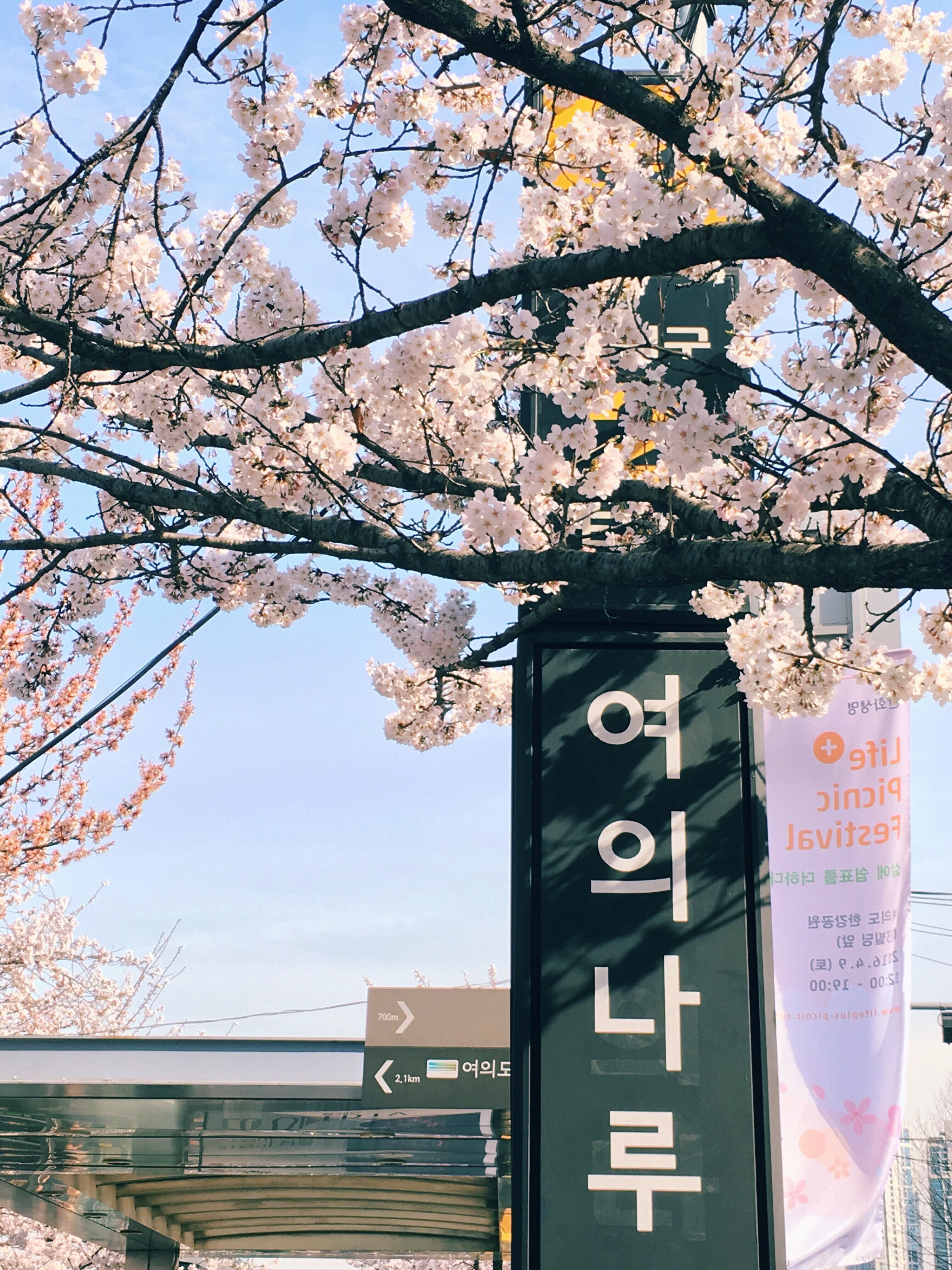 tree blossom flower and flag hd, 4k, Phone HD Wallpaper