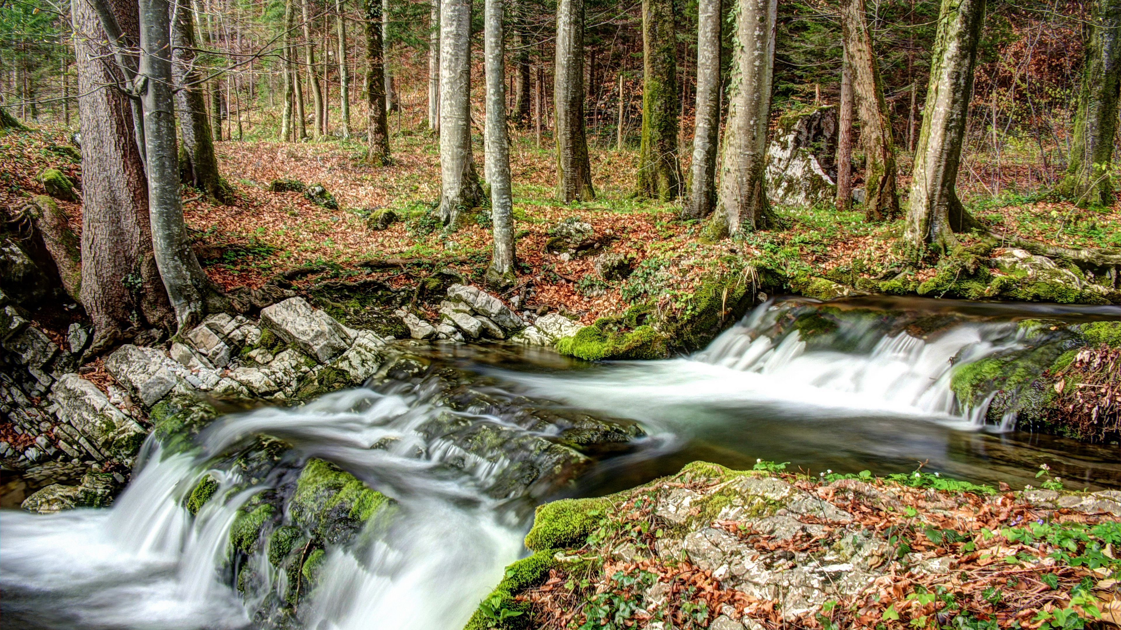 forest, river, nature, 4k, HD Wallpaper