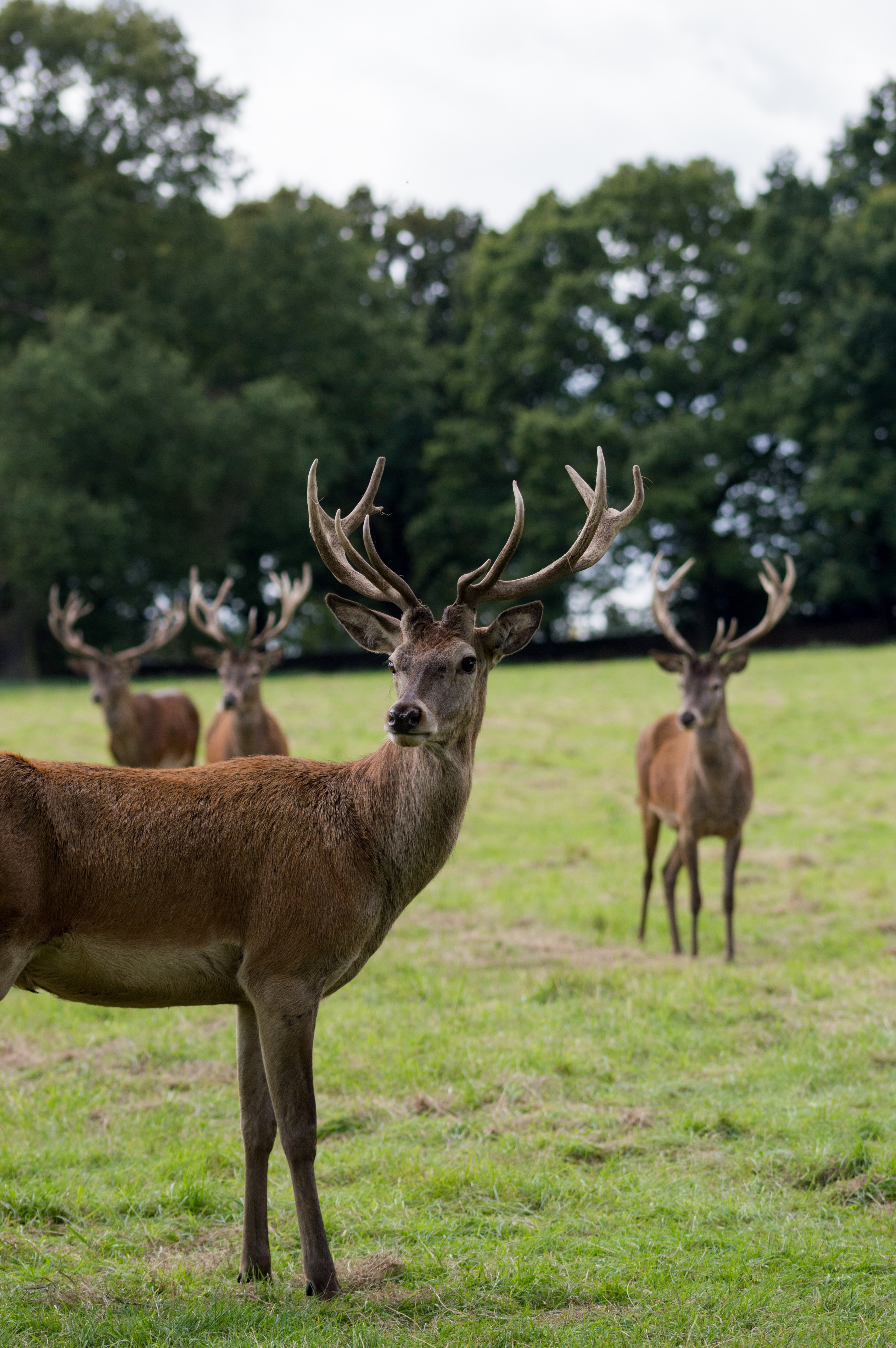 deer stag antler and fur hd, 4k, Phone HD Wallpaper