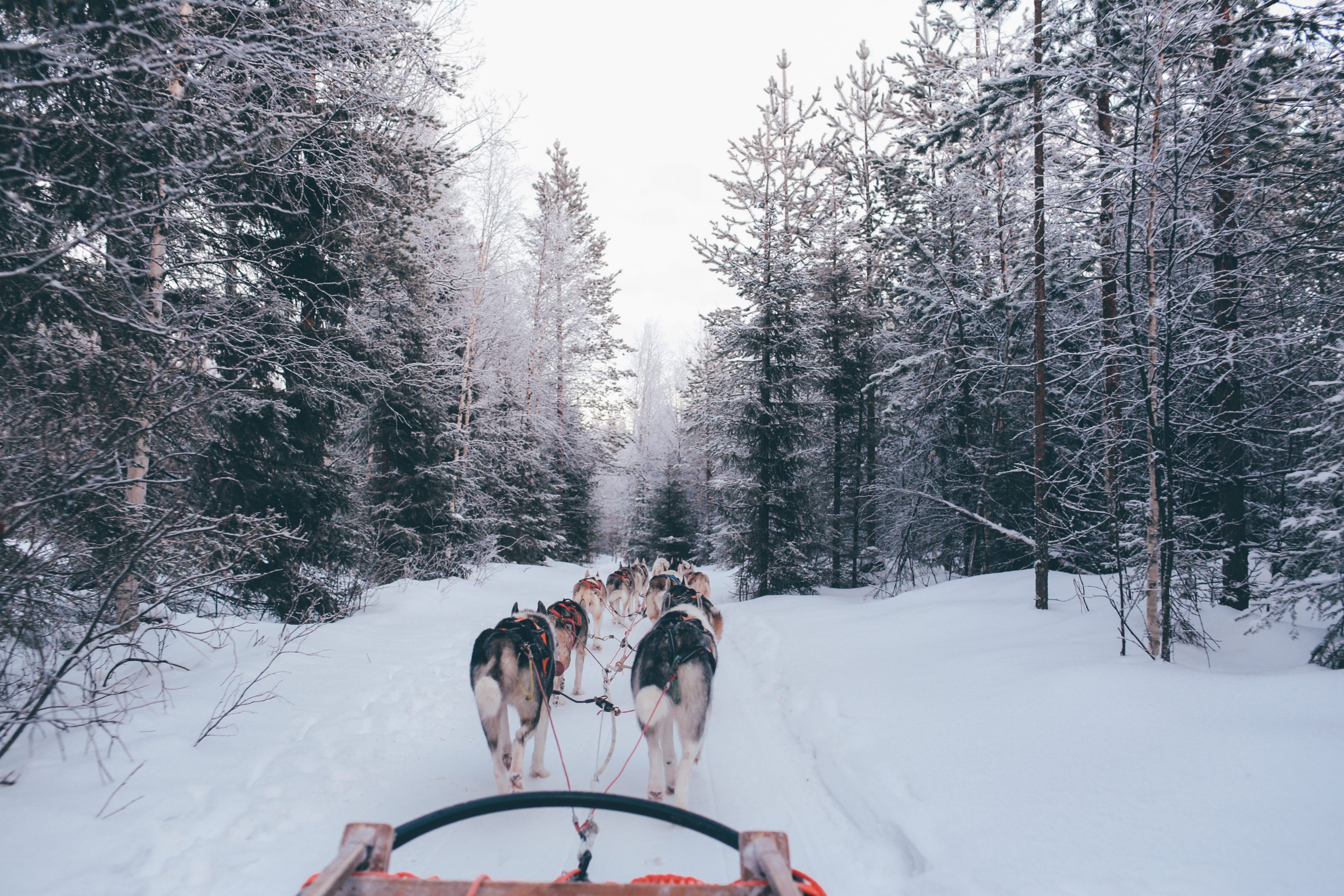 dog sled pulled by dogs at wintery santa claus village, dog sled pulled by dogs 4k, HD Wallpaper