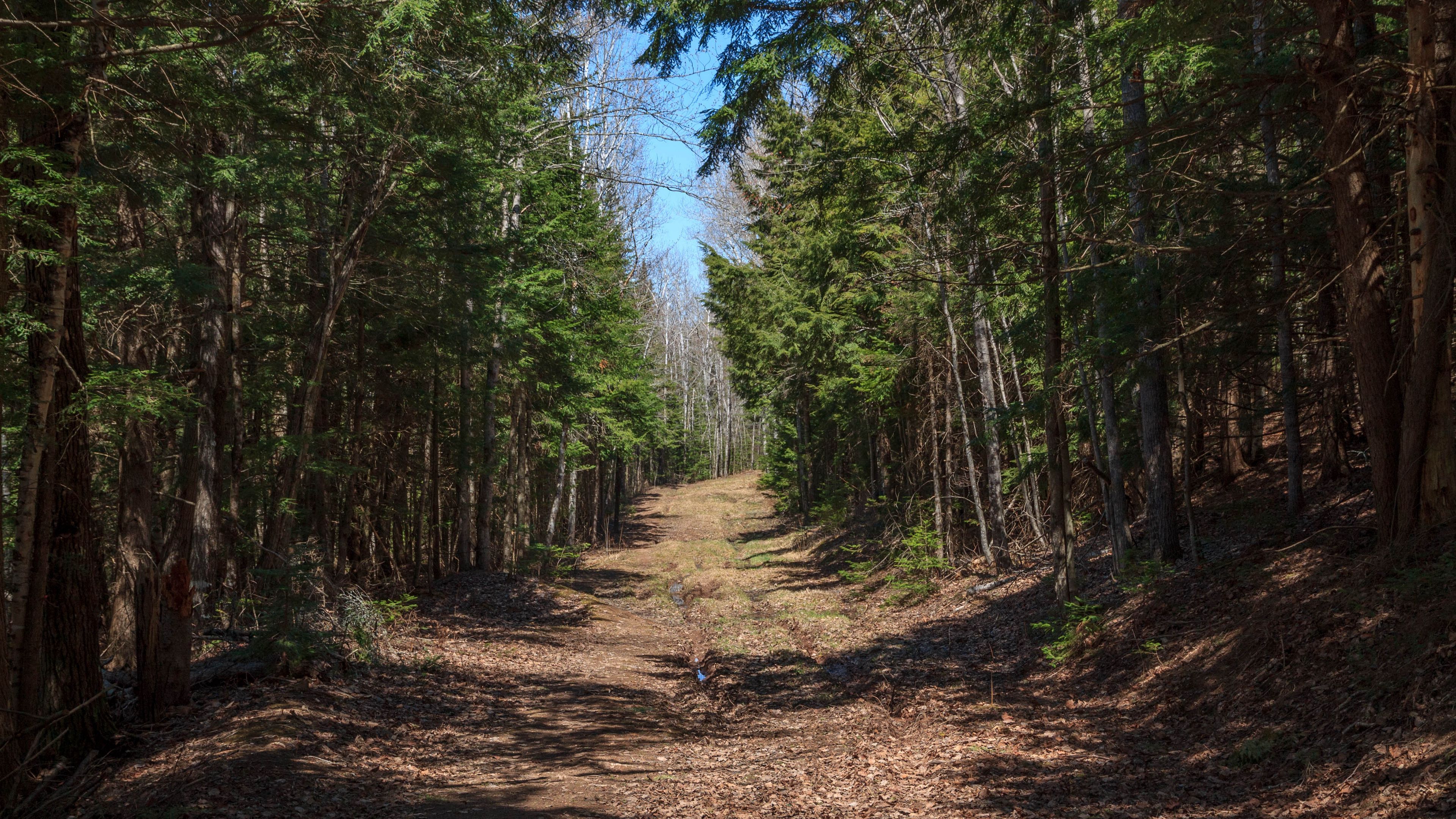 forest, road, landscape, 4k, HD Wallpaper