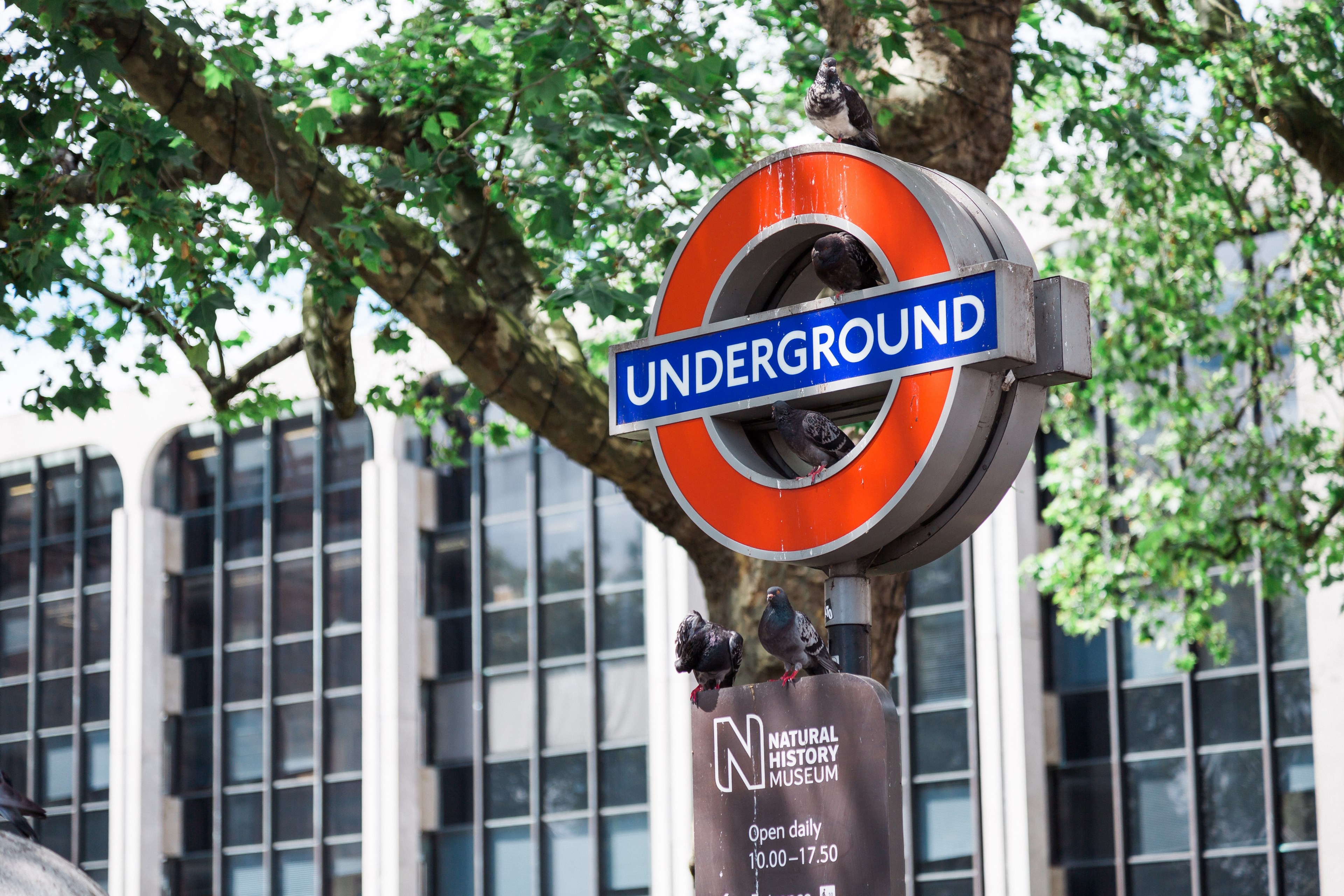underground pigeons 4k, HD Wallpaper