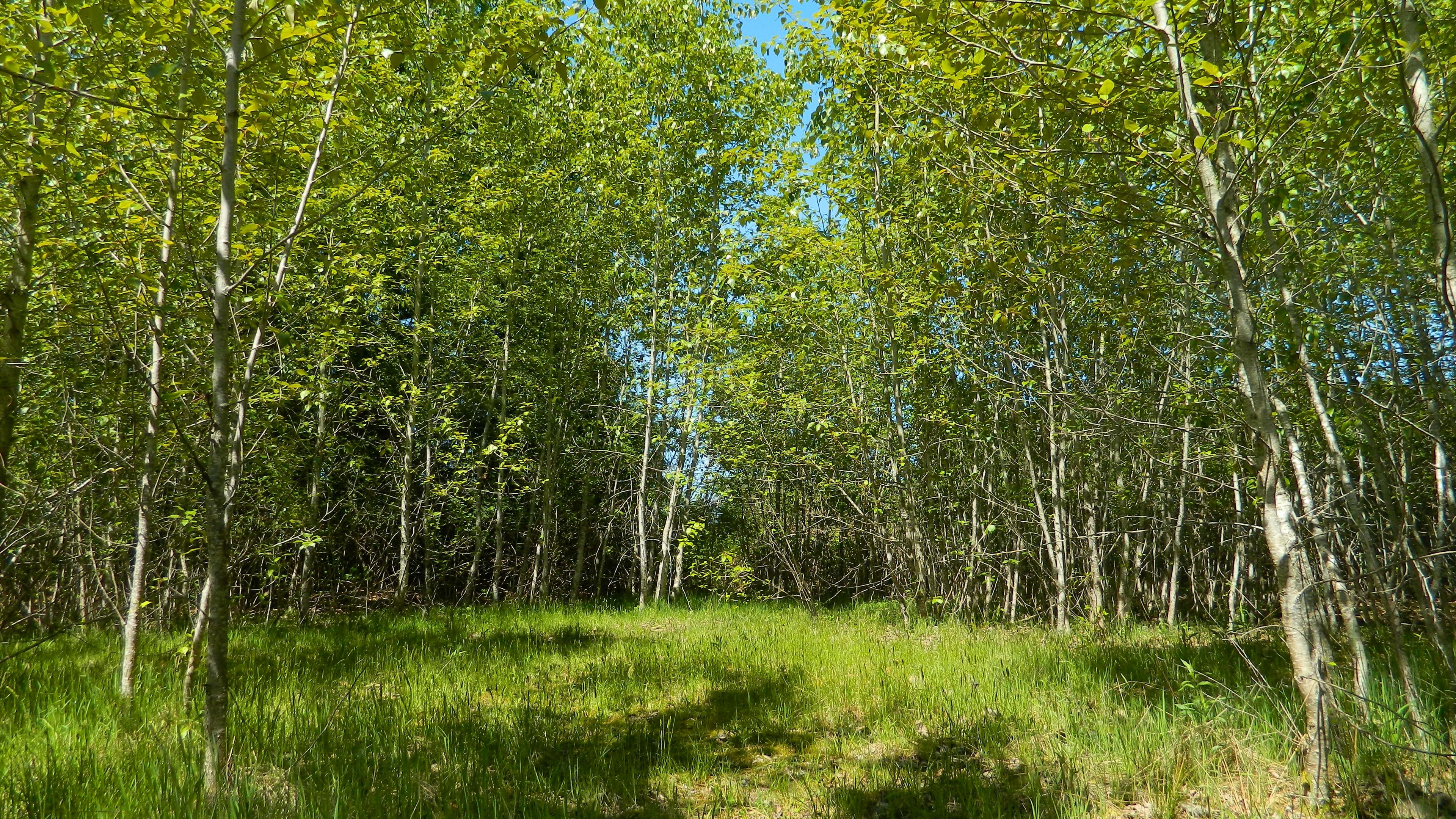 forest, meadow, nature, 4k, HD Wallpaper