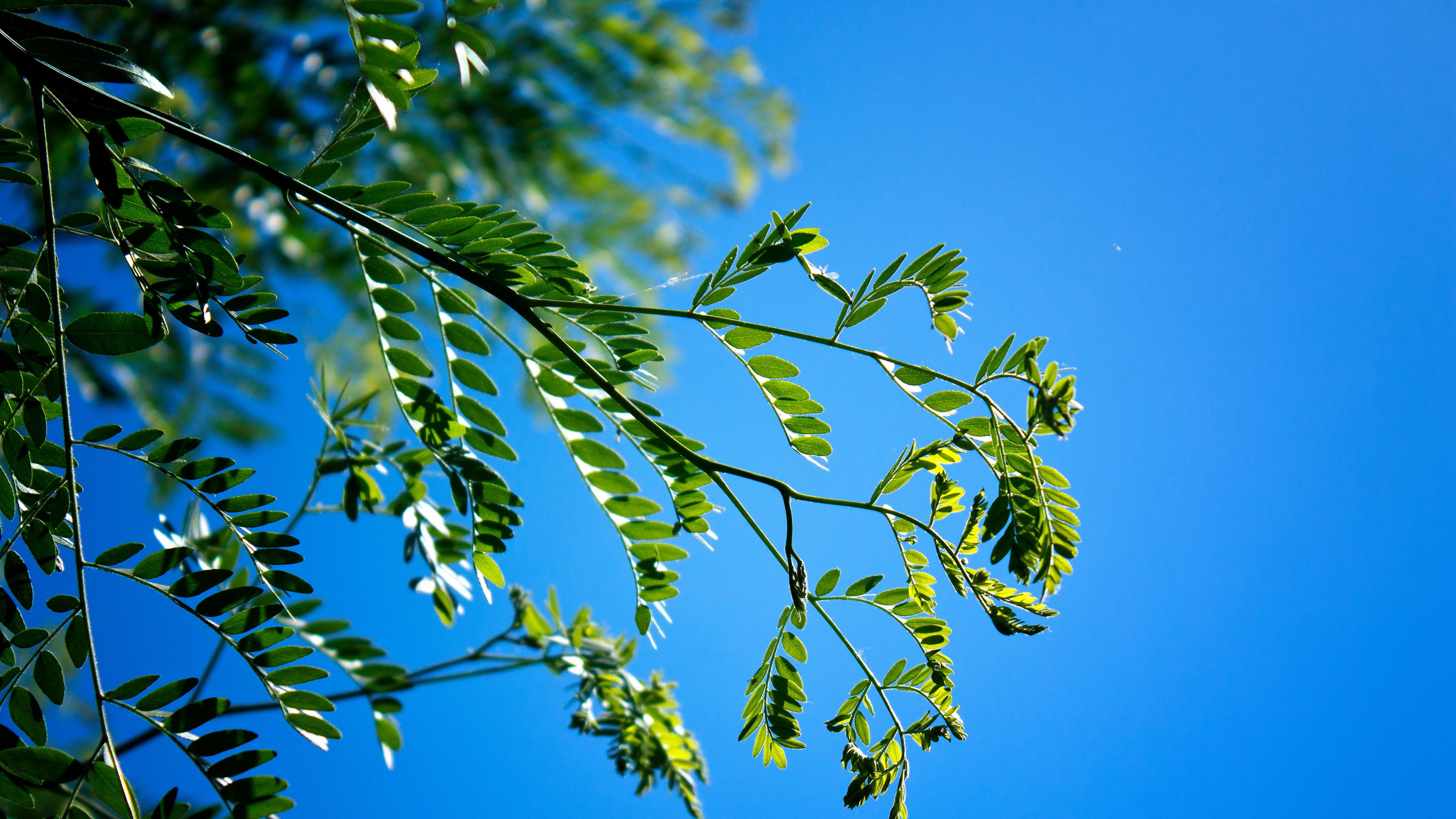 branches, leaves, macro, sky, 4k, HD Wallpaper