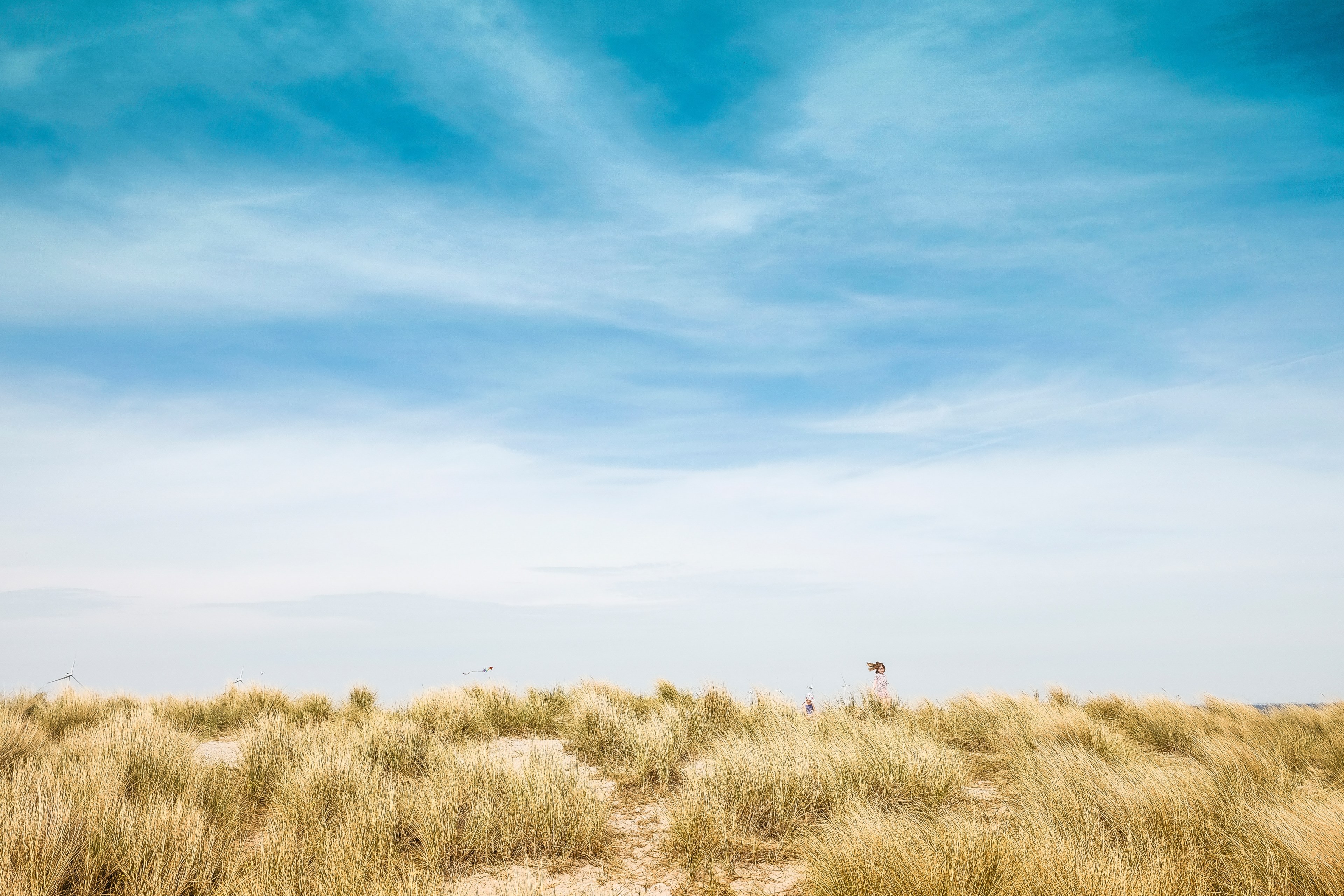 ocean brush and dry grass blows in the breeze on a sunny day, copenhagen dunes 4k, HD Wallpaper