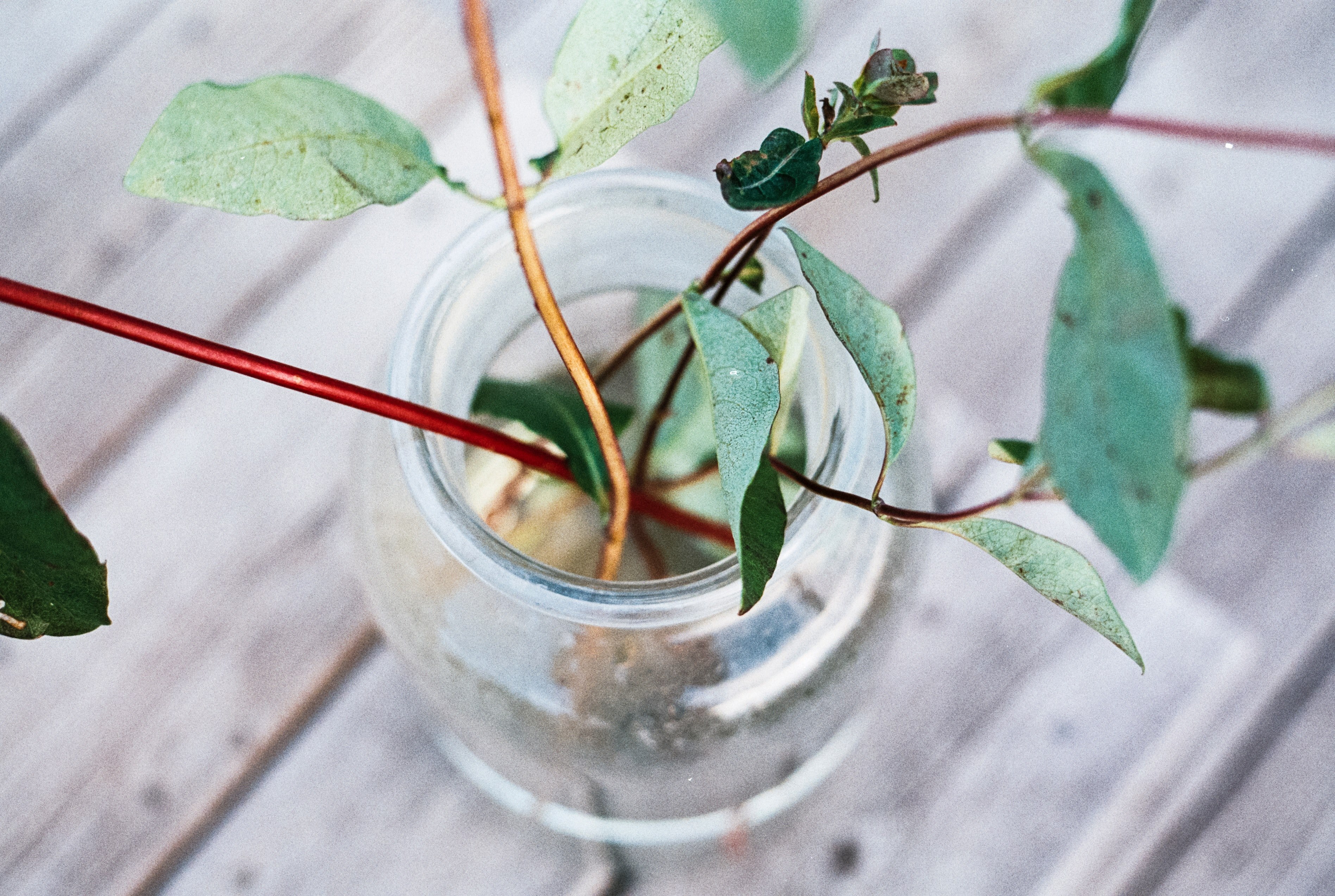 jar glass plant and seedling 4k, HD Wallpaper
